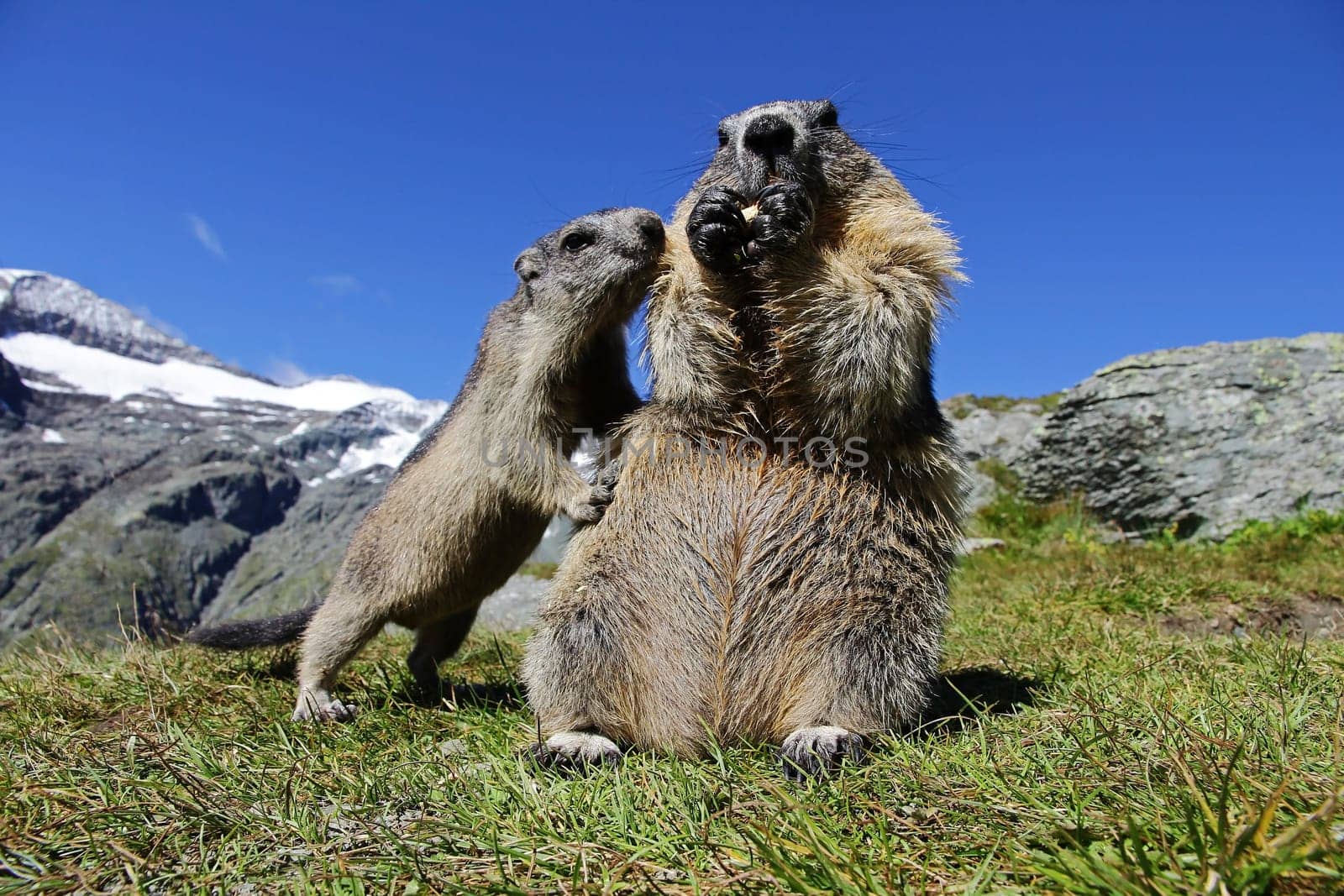 A young alpine marmot in the mountains begs for food from its mother