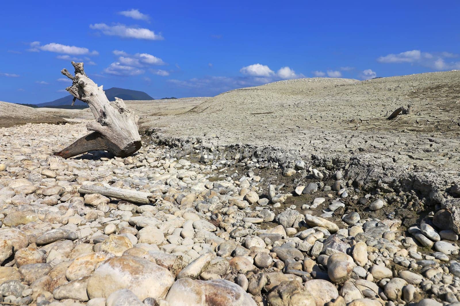 A tree root on the bottom of a dried up lake. The dried up lake Forggensee in Allgäu