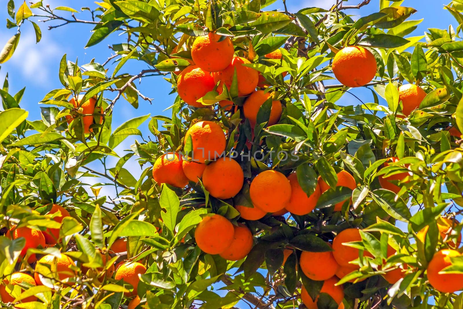 Orange tree with fruits in sunny day.