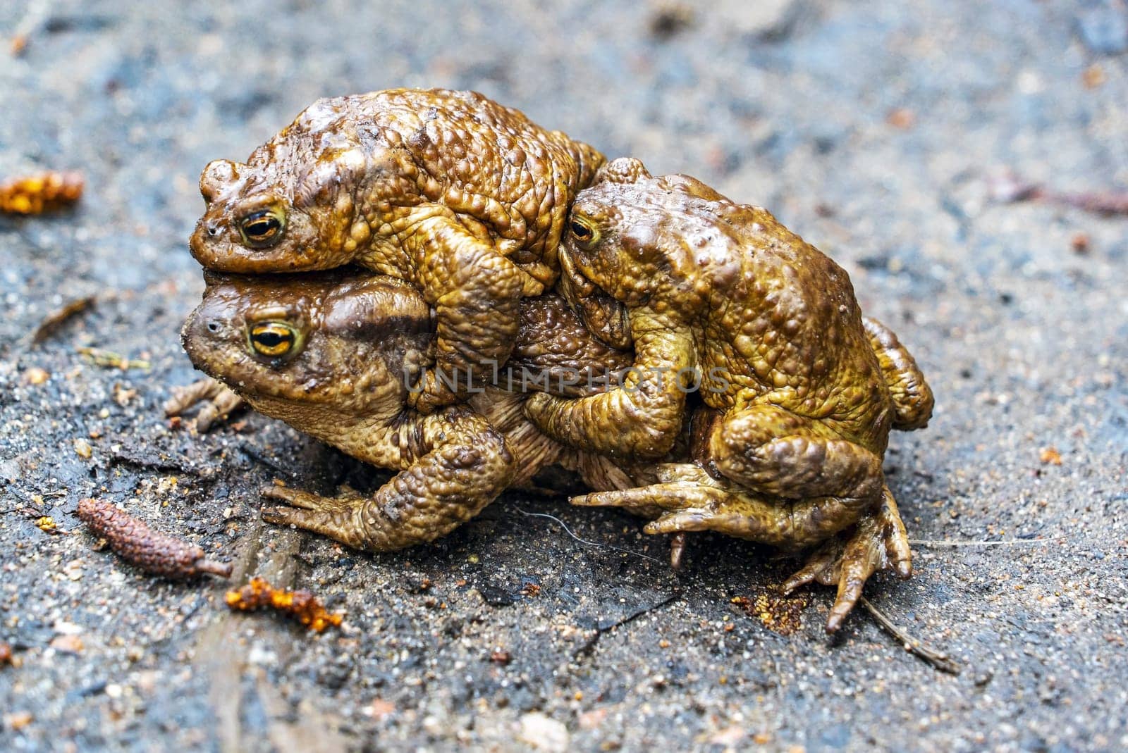 Male frogs try to mate with one female. Vsevolozhsk. Leningrad region.