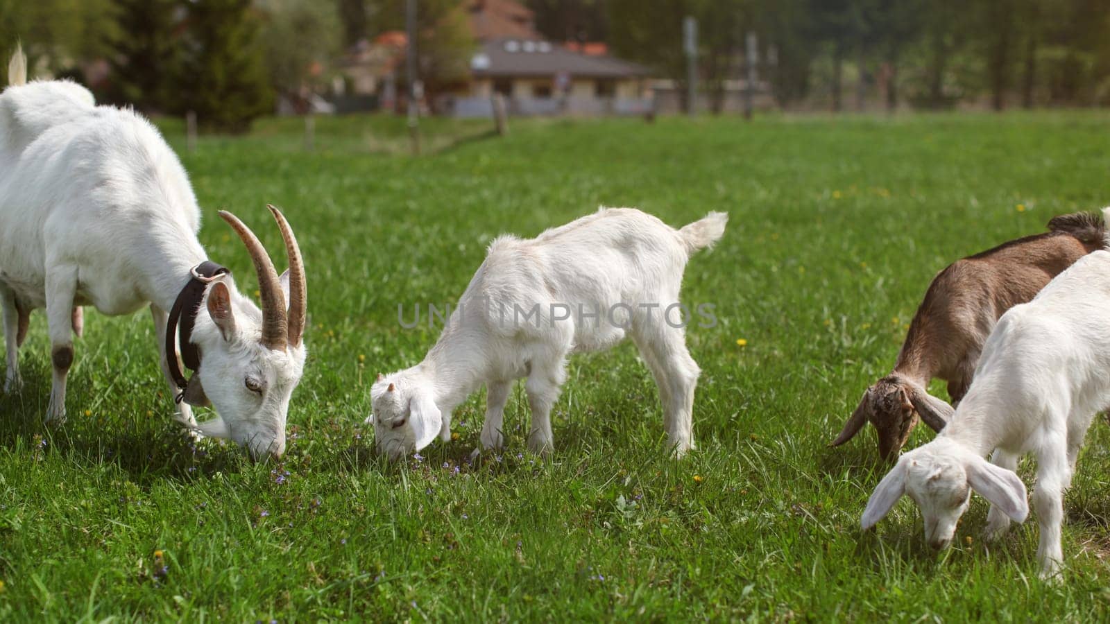 Group of goats, female mother and three young kids, grazing on green meadow, farm house in background