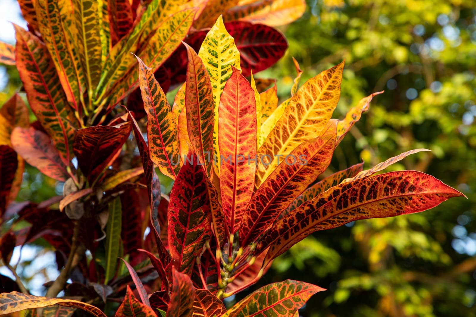 Colorful Leaf Texture Background Wallpaper