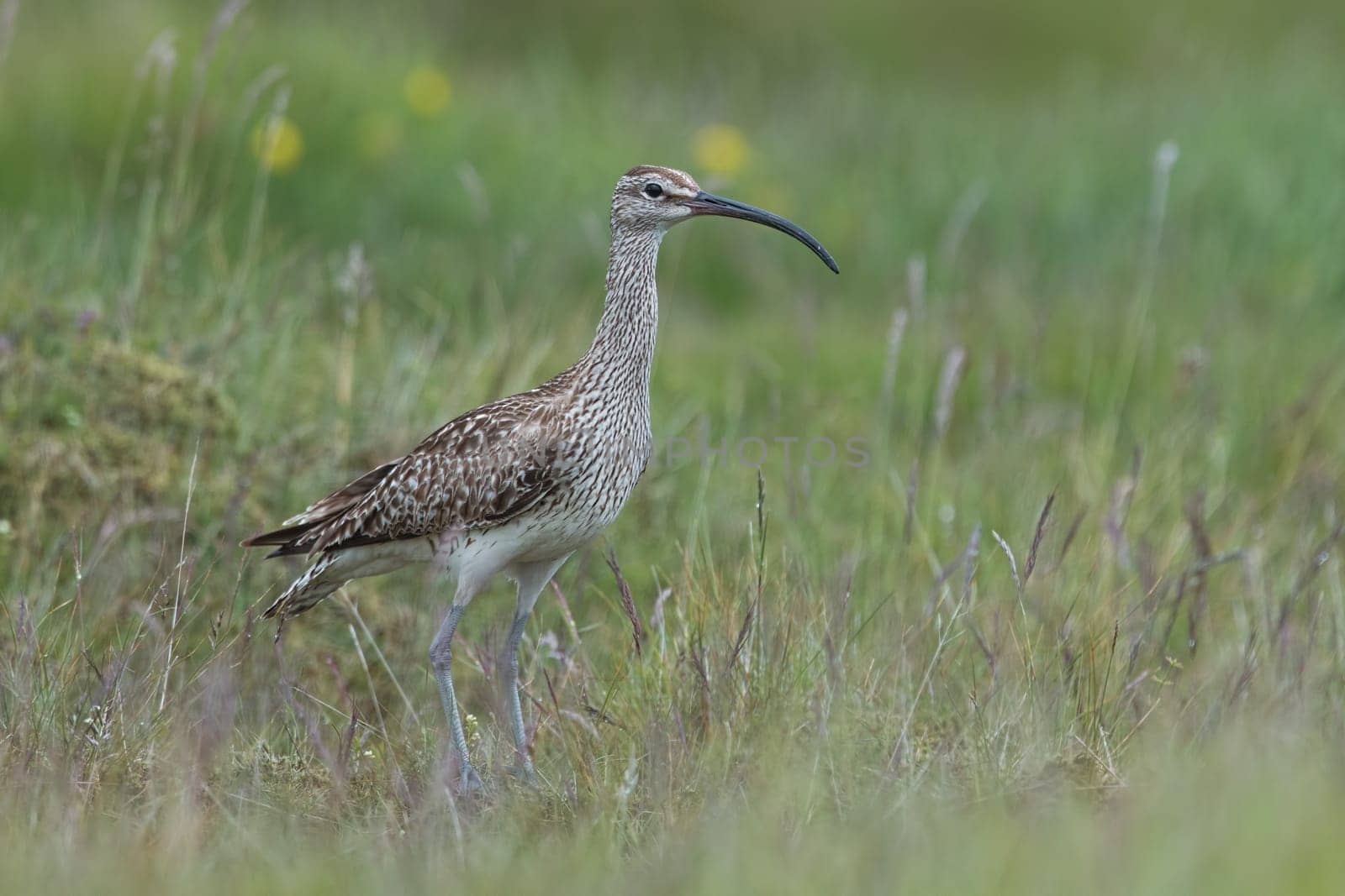 Whimbrel, Numenius phaeopus,with blurred grass as background. Icelandic bird close up horizontal picture. A bird species with long curled beak. Curlew living in subarctic areas.