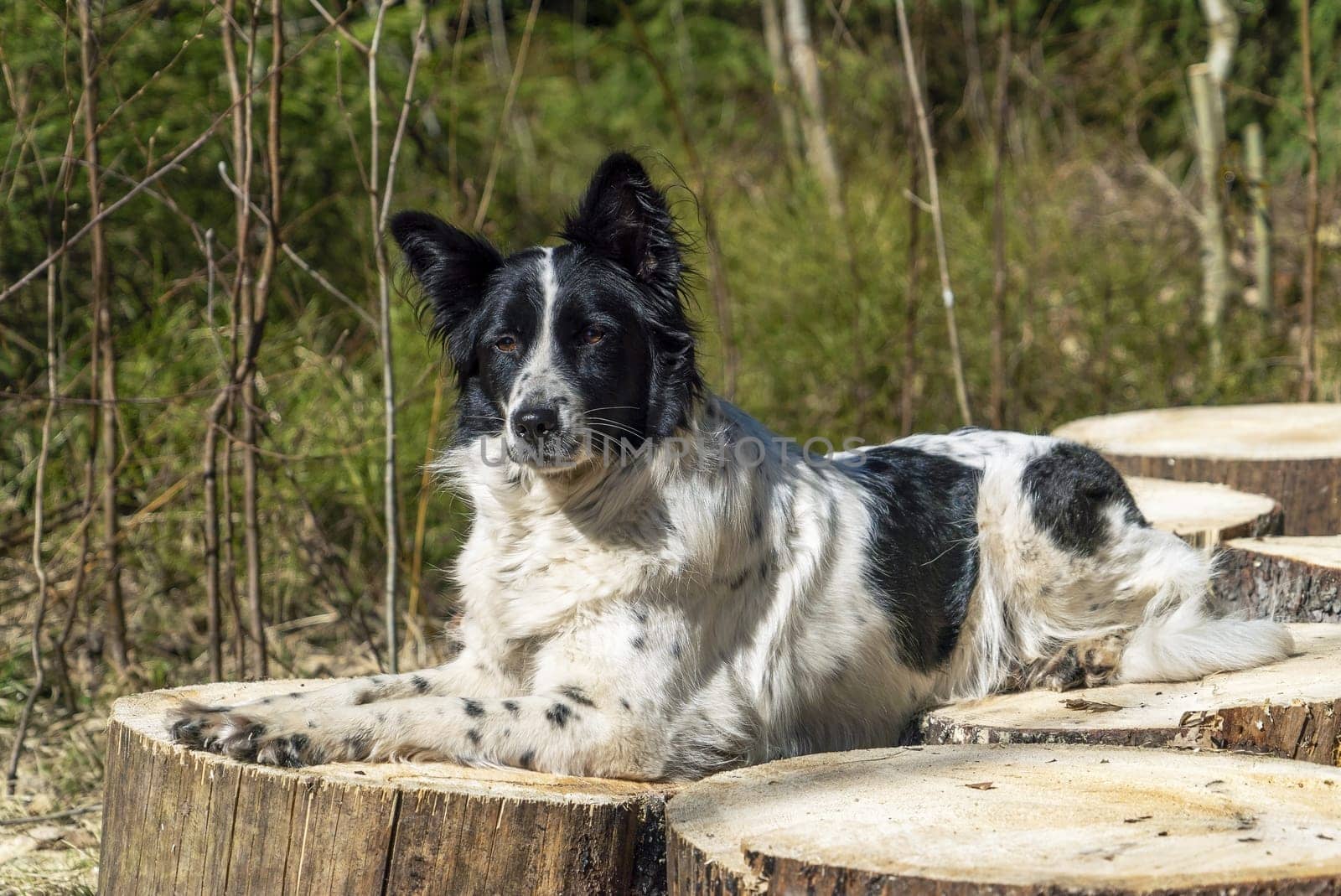A black-and-white dog lies with its paw tucked up on wooden sections of stumps .