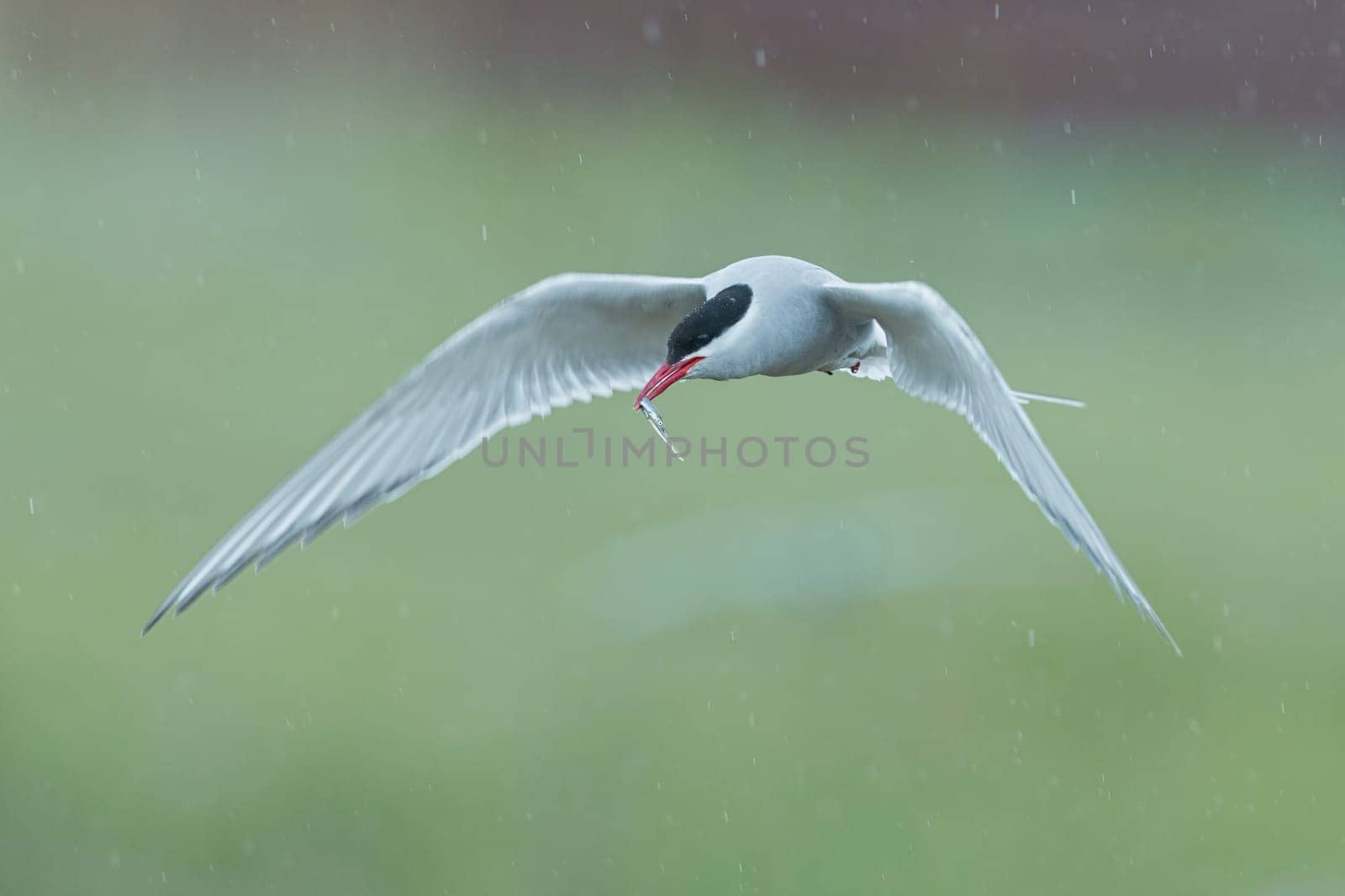 Arctic tern, Sterna paradisaea, in flight with a fish in the beak. Icelandic seabird of the tern family Sternidae. Bird breeding sub-Arctic regions. Flying tern with blurred green background in rain.