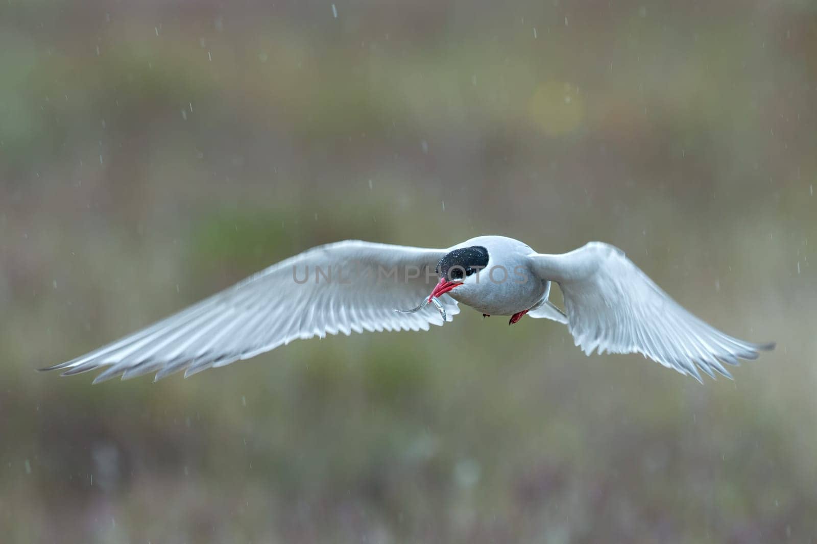 Arctic tern, Sterna paradisaea, in flight with a fish in the beak. Icelandic seabird of the tern family Sternidae. Bird breeding sub-Arctic regions. Flying tern with blurred green background in rain.