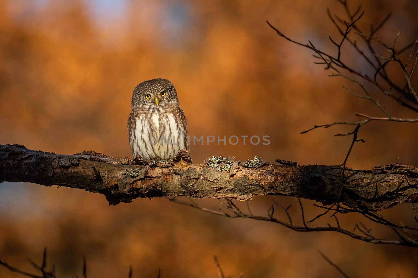 Eurasian pygmy owl, glaucidium passerinum, sitting on a branch in autumn forest at sunset. Small bird of prey looking into the camera with yellow eyes with copy space.