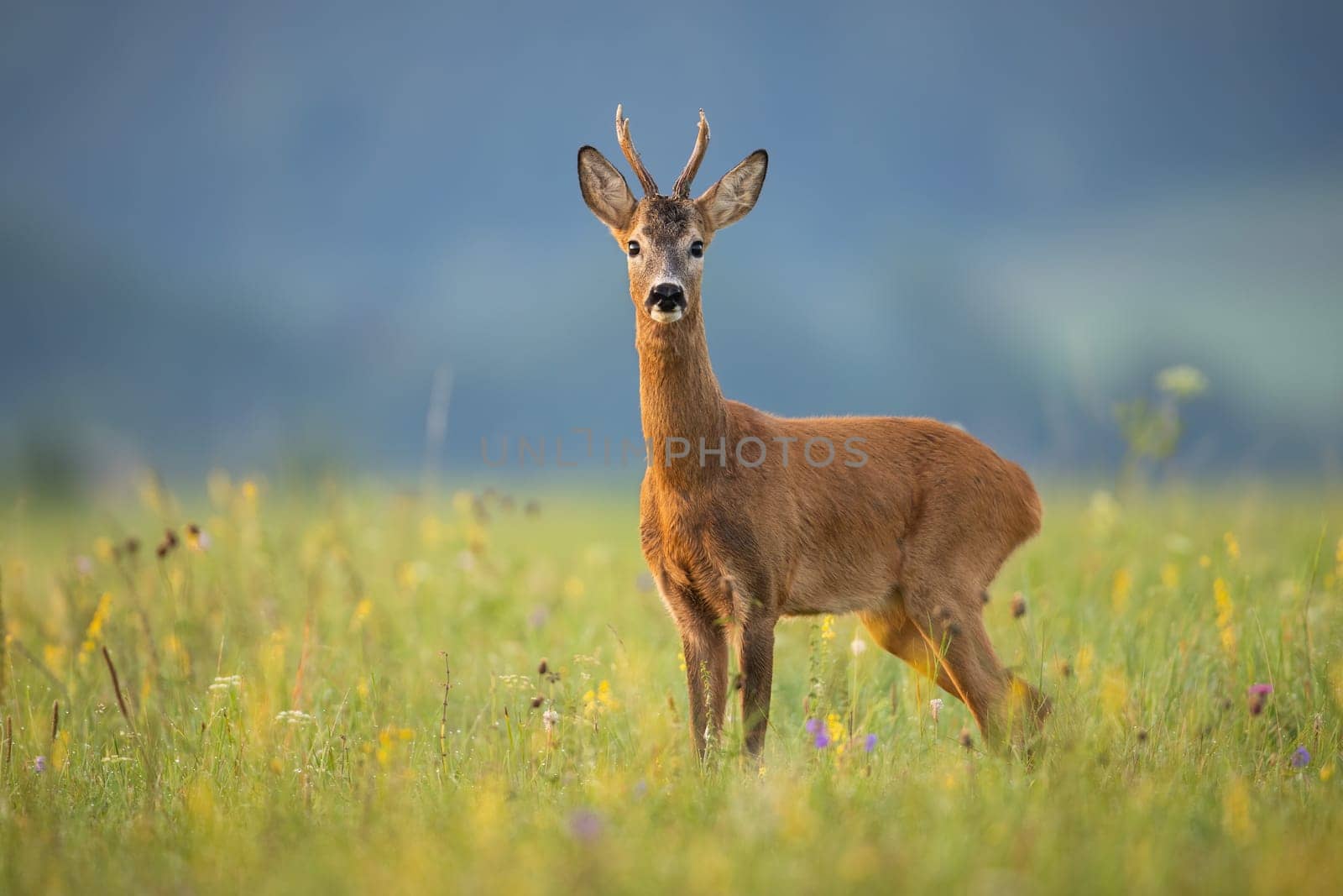 Alert roe deer, capreolus capreolus, buck looking into camera on a summer meadow with wildflowers. Wild mammal with orange fur and antlers standing in green grass and observing.