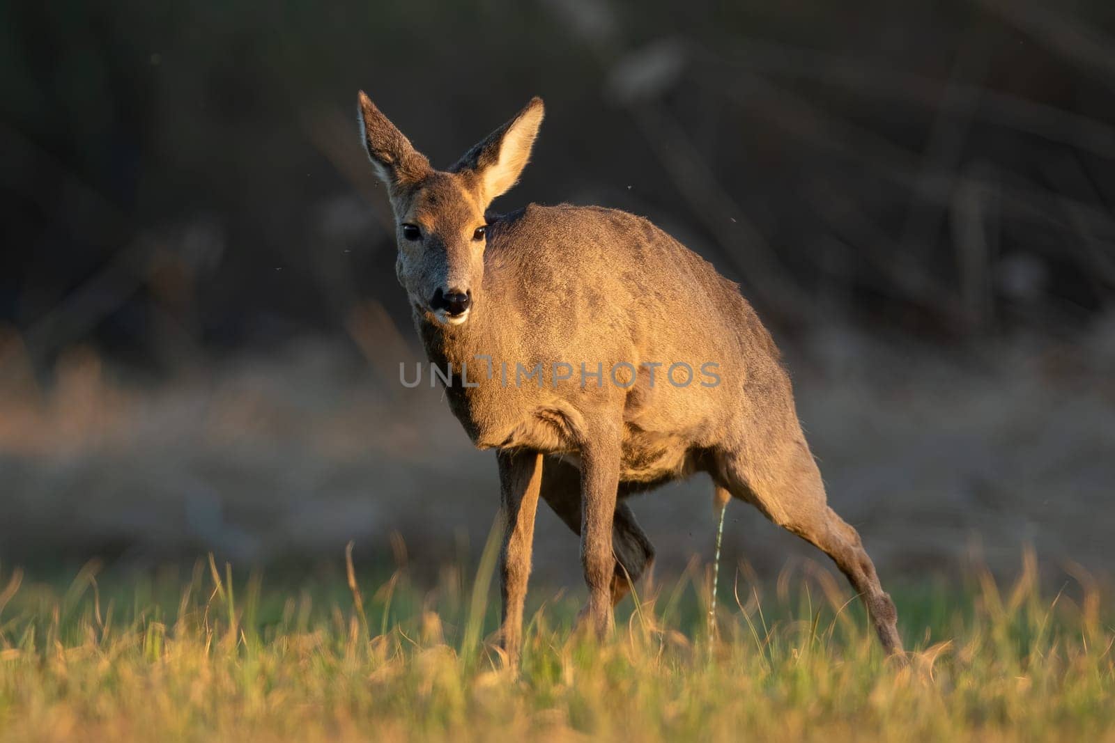 Roe deer, capreolus capreolus, doe urinating on a meadow in spring nature. Wild mammal peeing on a grass sunlit by morning sun. Tranquil scenery with animal wildlife in nature.