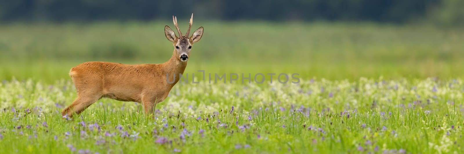 Panoramic view of roe deer, capreolus capreolus, buck standing on a blooming summer meadow with copy space. Male mammal with antlers looking into camera.