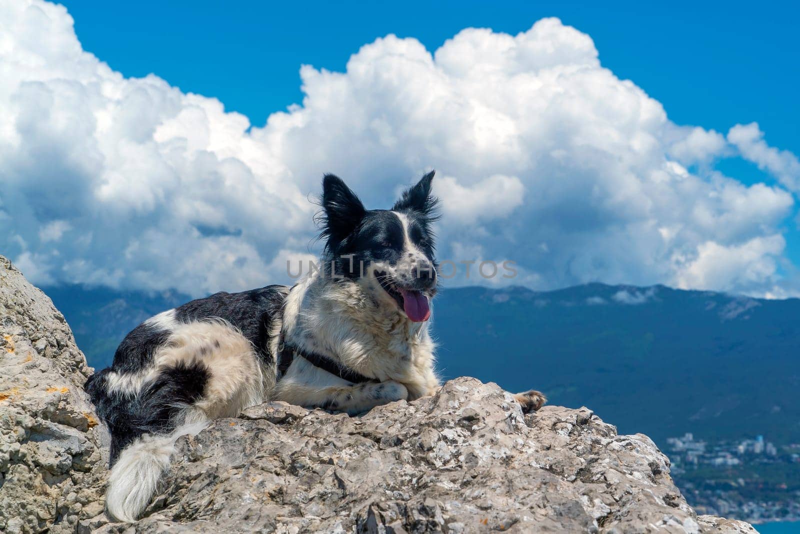 The dog is lying on a large stone against the background of mountains and white clouds