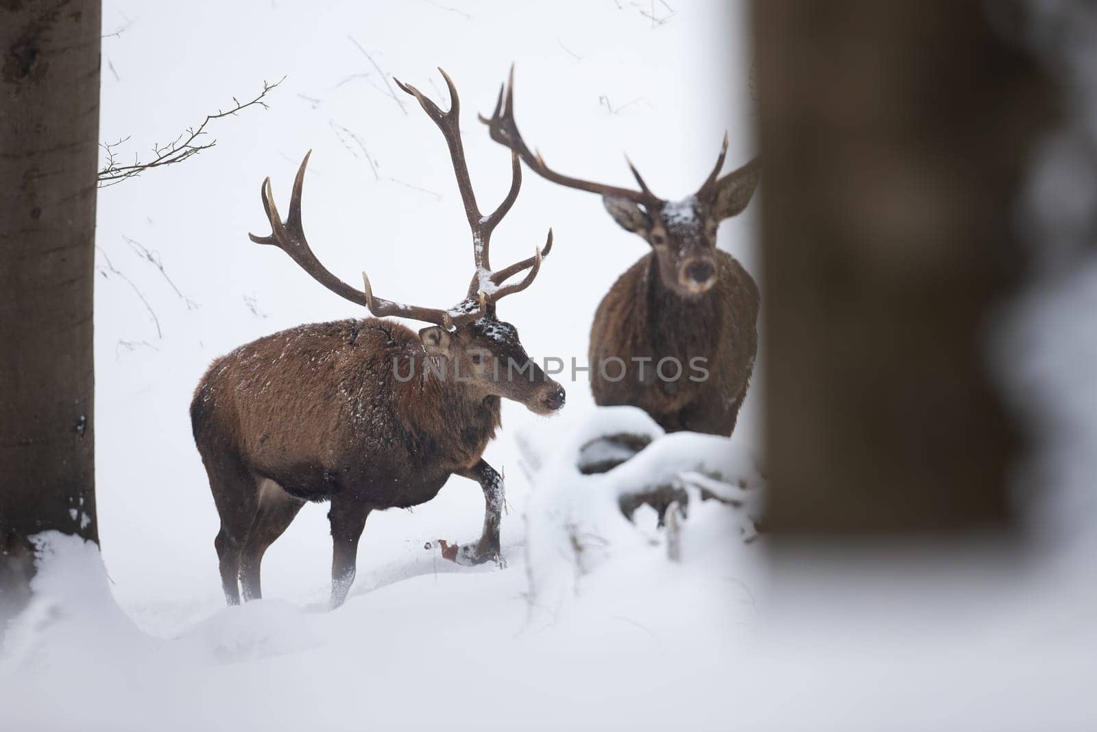 Two red deer, cervus elaphus, stags wading through deep snow in winter forest. Herd of wild mammals with antlers in a freezing conditions approaching from front. Animal wildlife in nature.
