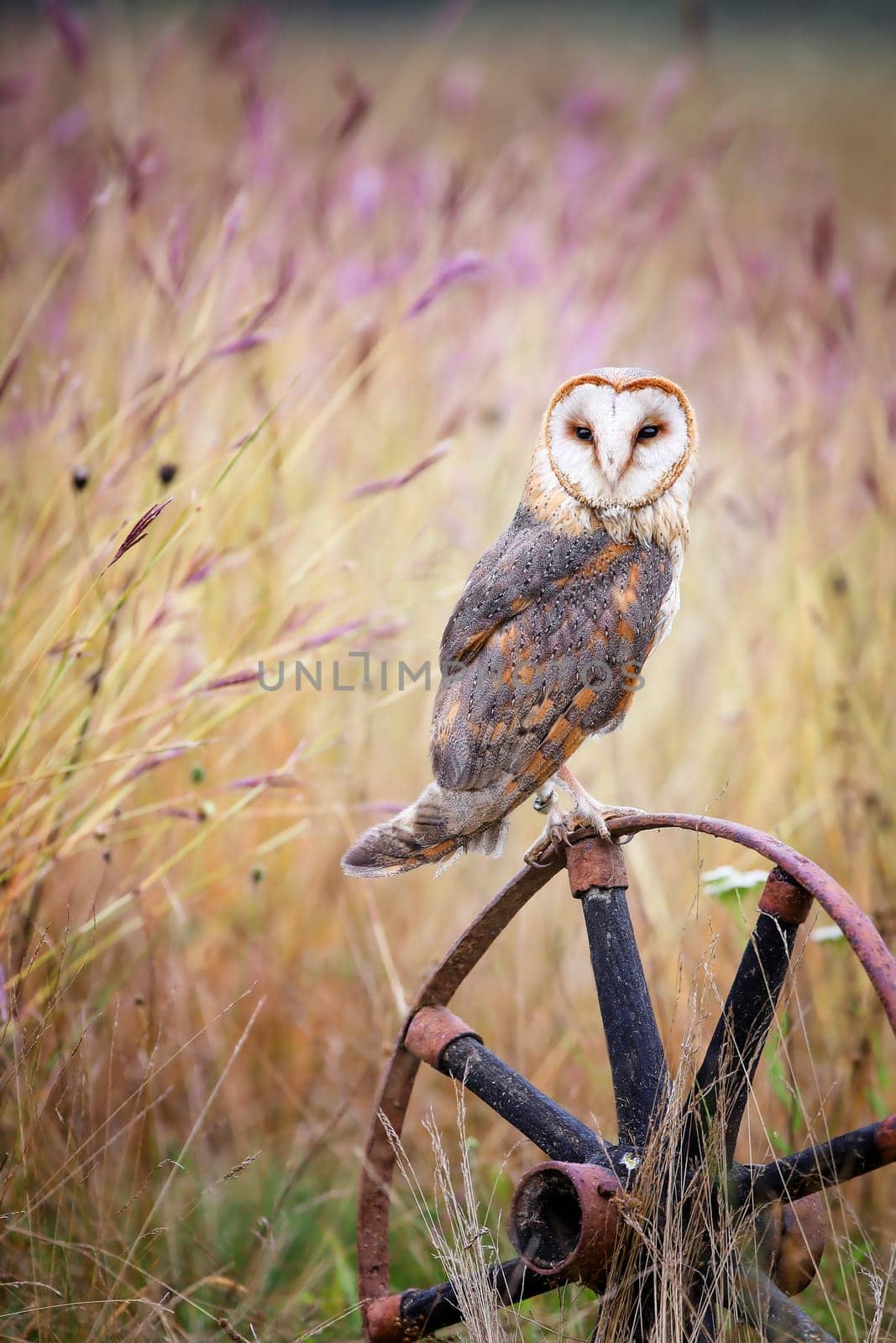 Wise barn owl, tyto alba, sitting on a carriage wheel in urban natural environment with blooming flowers in background. Vertical front view of a bird with copy space. Animal wildlife in summer nature.