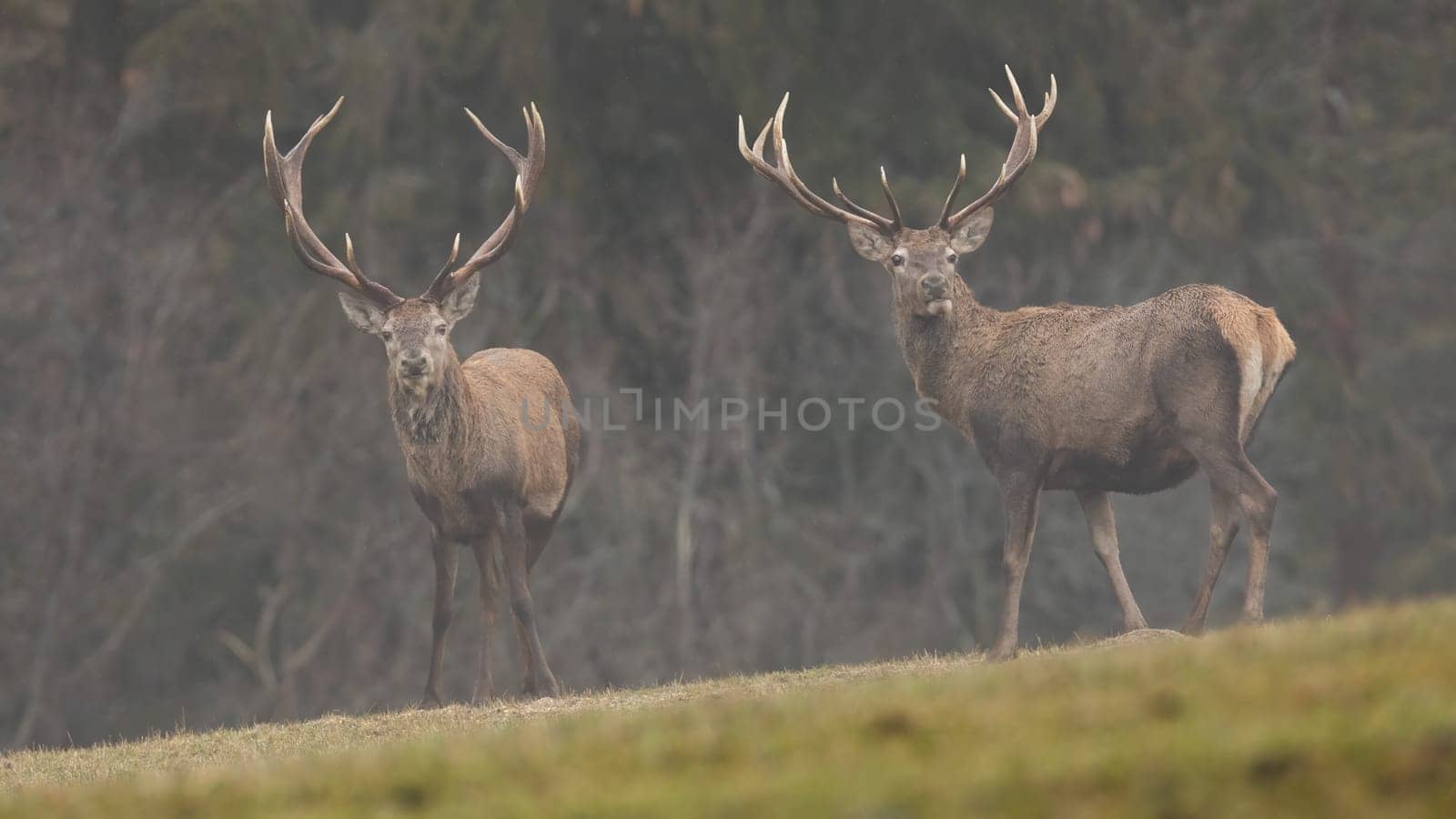 Two red deer, cervus elaphus, stags standing on a meadow covered by fog in autumn nature. Group of mammals with antlers on a field with green grass looking into camera. Animal wildlife.