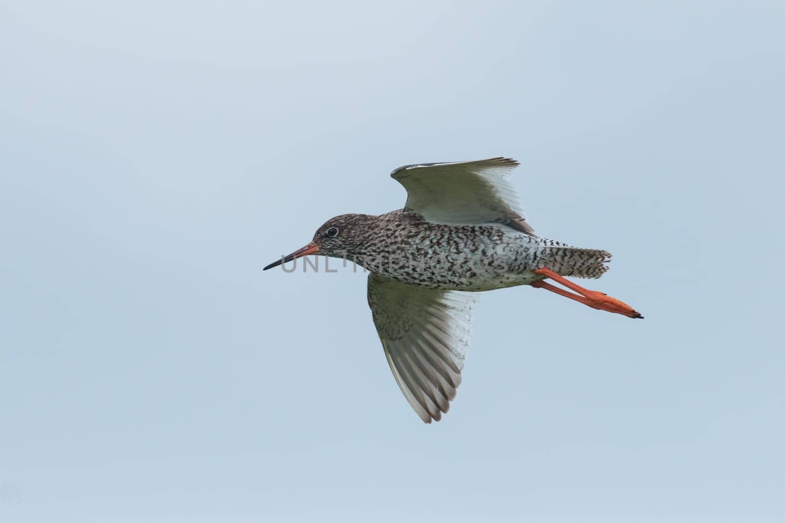 Common redshank, Tringa totanus, in flight. Wader bird breeding in grassland of marshes and wetlands flying with sky as background. Animal of Iceland.
