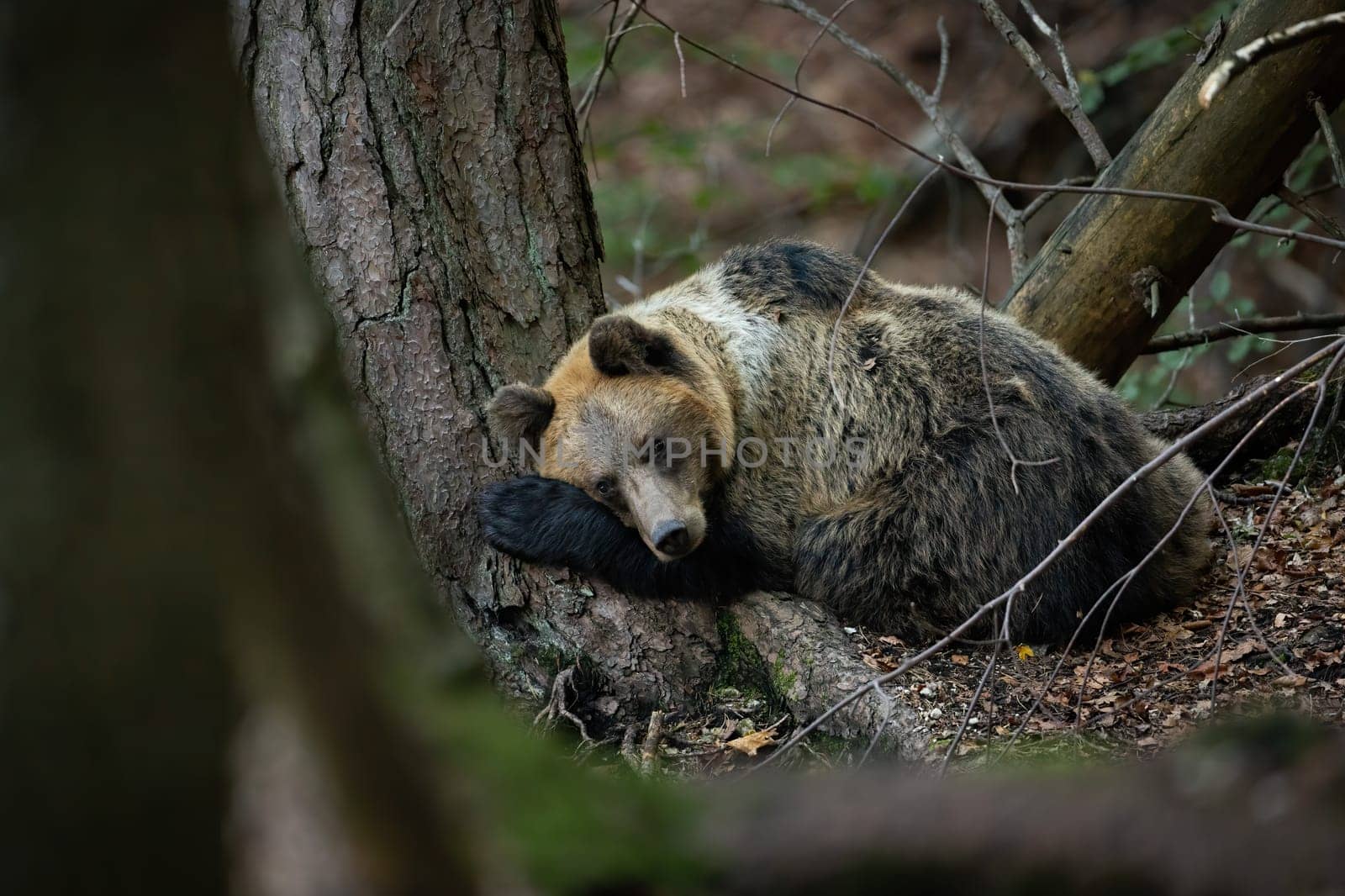 Cute brown bear, ursus arctos, sleeping on the ground near a large tree in autumn forest. Wild mammal lying down and looking into camera with curiosity. Animal wildlife denning in nature.