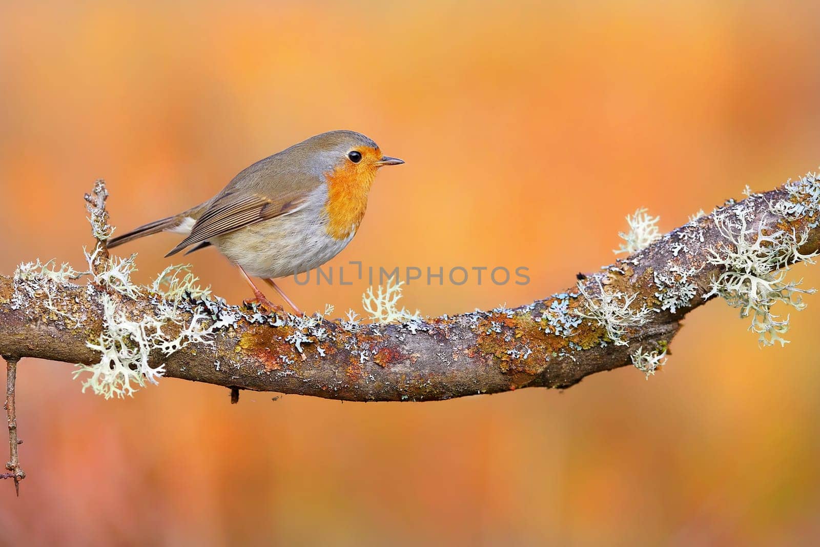 Tiny european robin, erithacus rubecula, sitting on a branch covered by lichen in autumn nature. Small bird resting on a twig with blurred orange background. Animal wildlife on a tree in the morning.