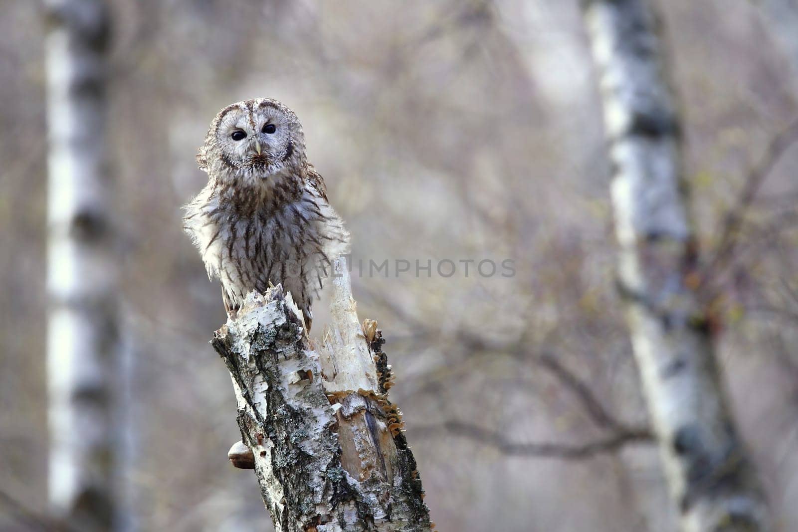 Alert tawny owl, strix aluco, sitting on a birch stump and looking into camera with copy space. Attentive wild bird resting on tree from front view. Animal wildlife resting in forest.