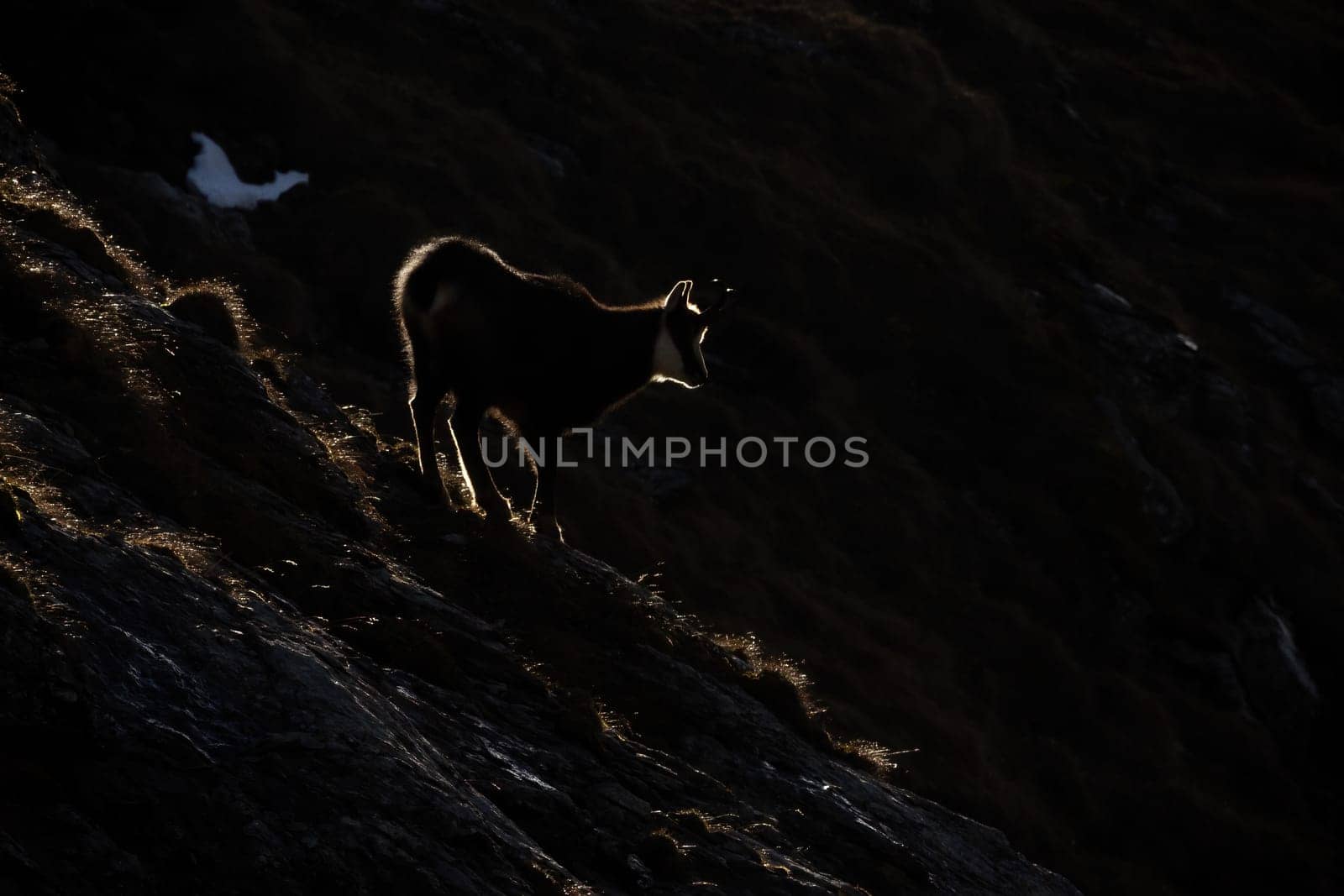 Mysterious tatra chamois, rupicapra rupicapra tatrica, walking on a horizon hidden in shadow. Wild mammal in mountains backlit by morning sun. Silhouette of animal wildlife in nature with copy space.