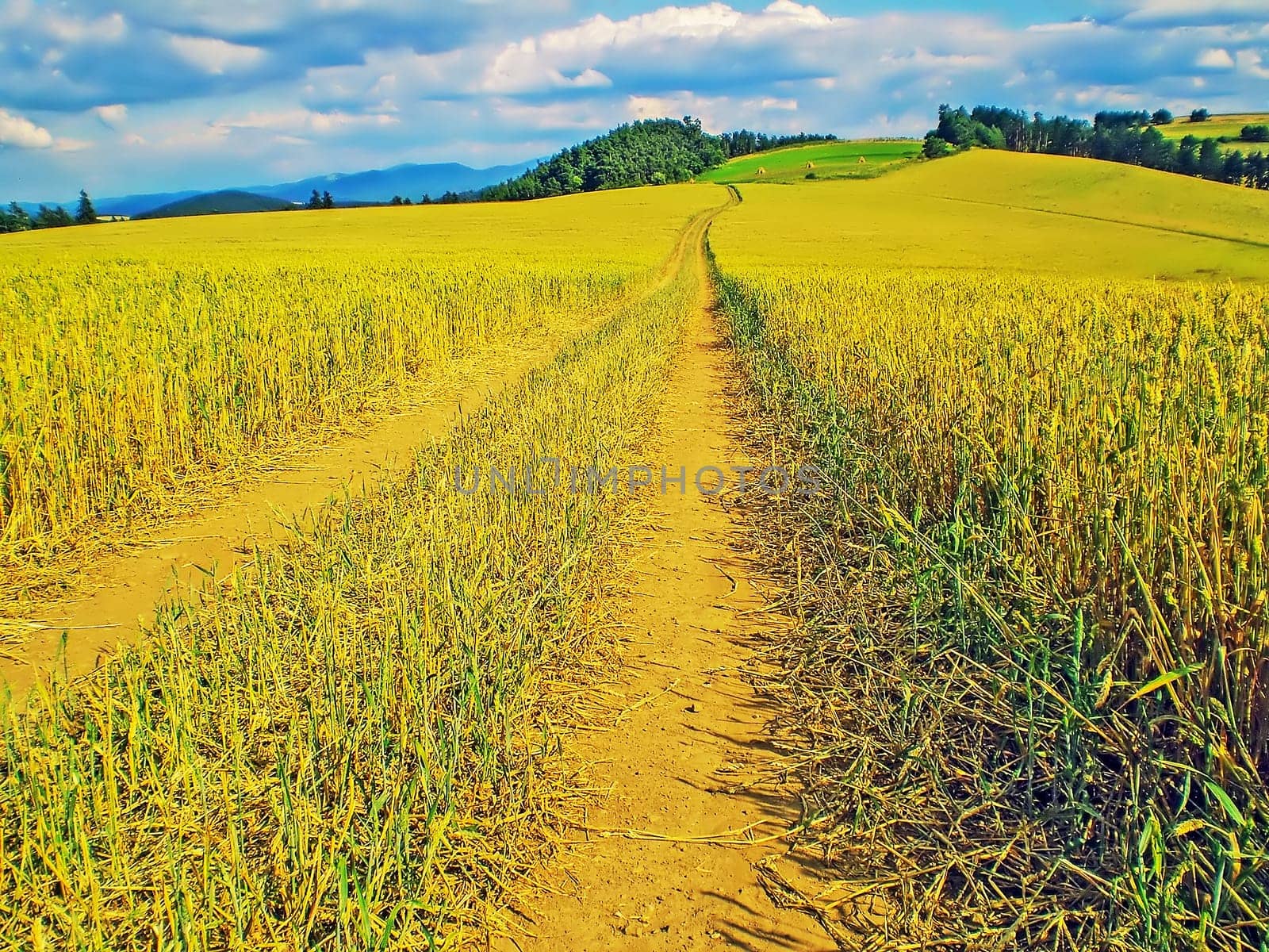 Country Road in Grain Field