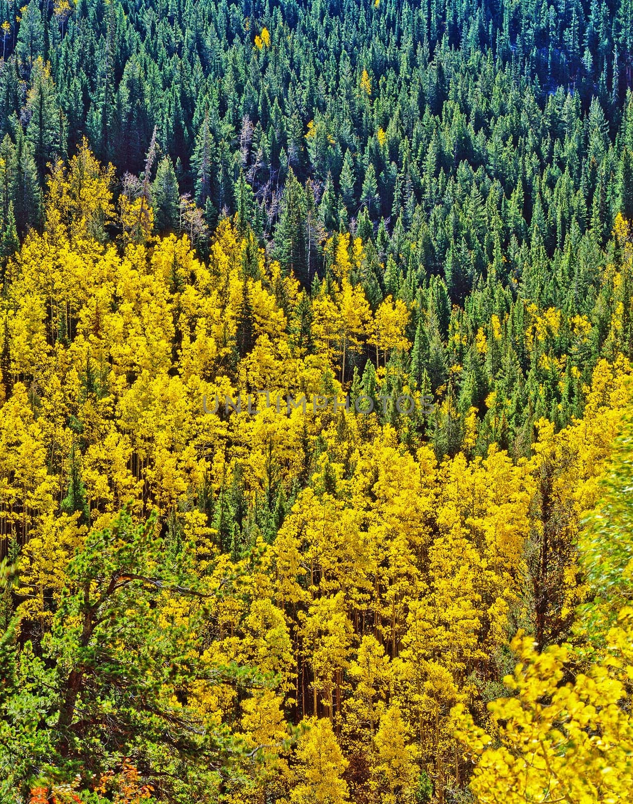 Autumn Forest in Colorado Rockies