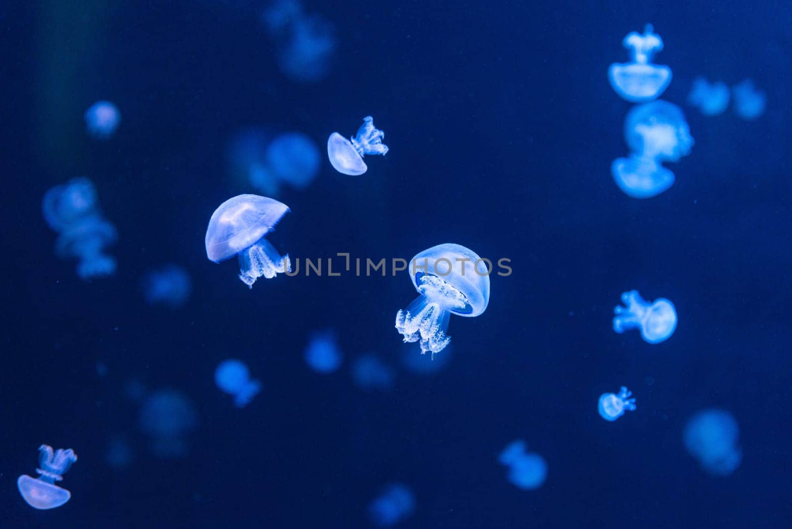 Rhizostoma pulmo commonly known as barrel jellyfish in an aquarium lit by blue light