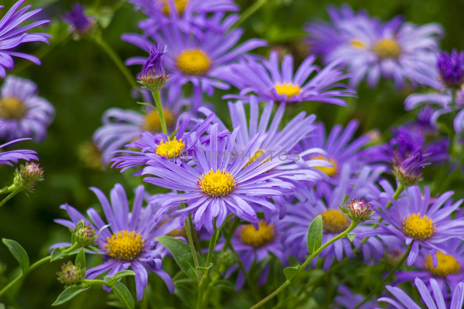Alpine Aster (Aster alpinus) . Decorative garden plant with purple flowers. Beautiful perennial plant for rock garden.