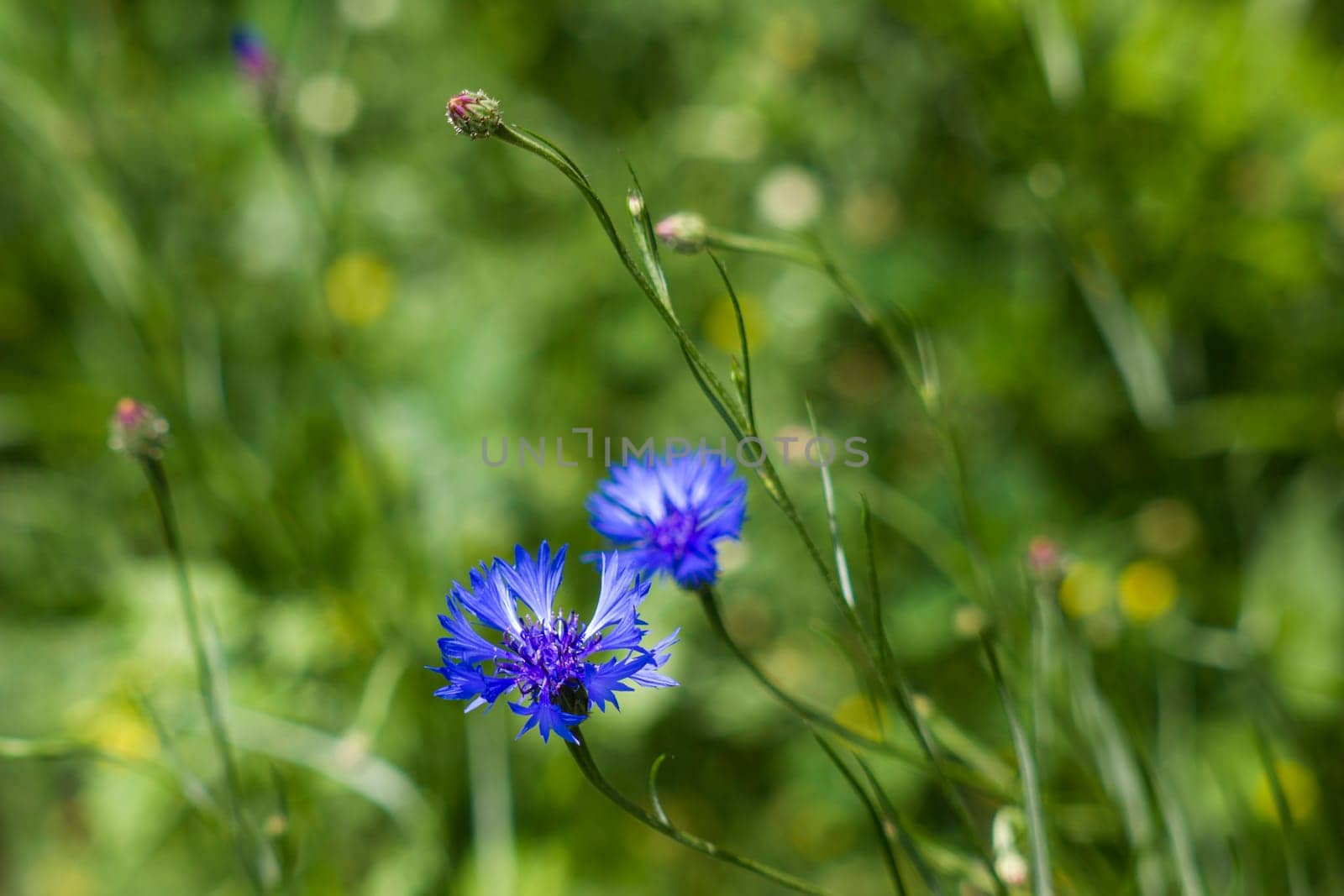 in the meadow - cornflowers - soft focus
