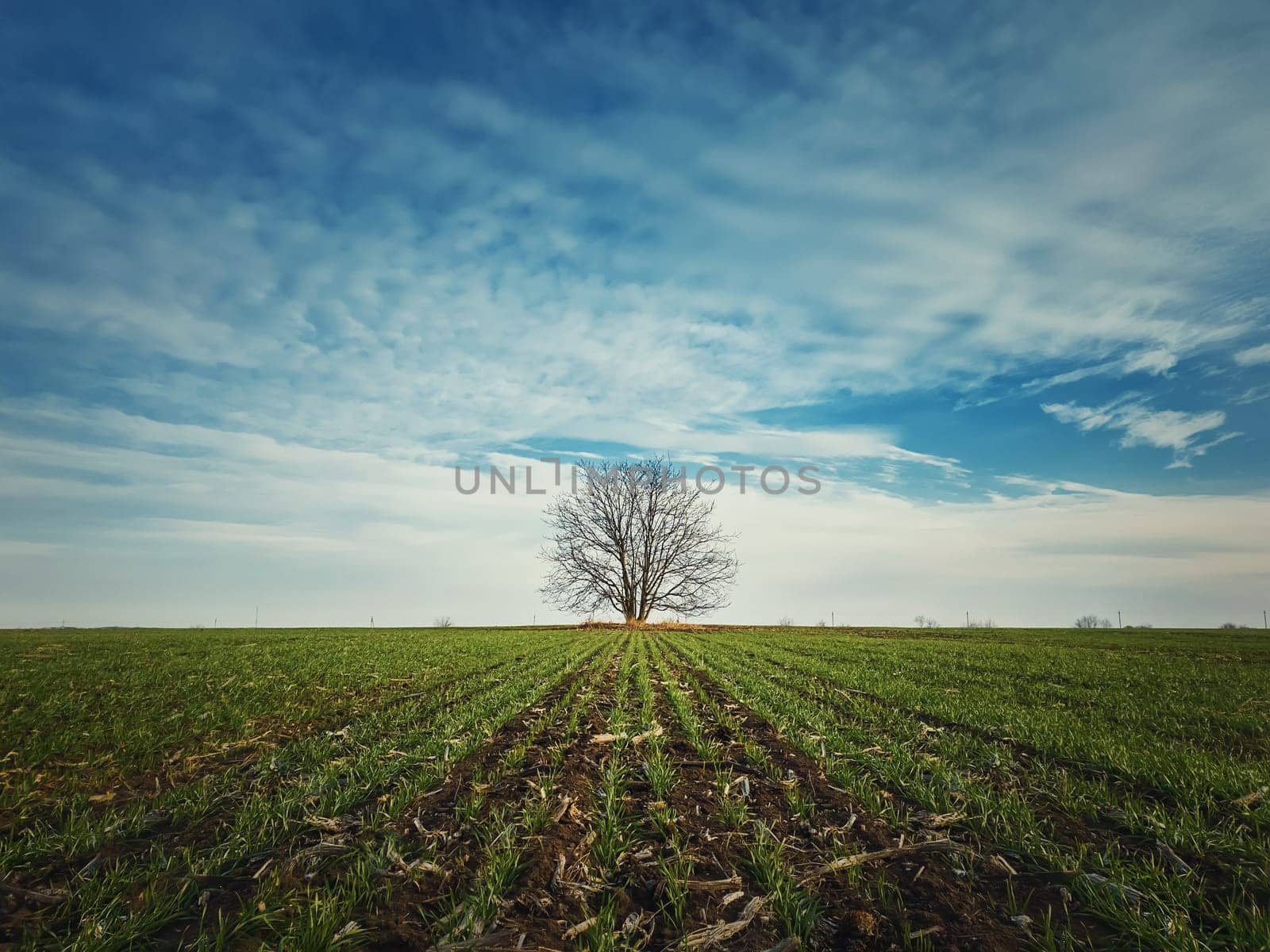 Barren lone tree in the spring field with growing wheat sprouts. Idyllic rural landscape, seasonal scene