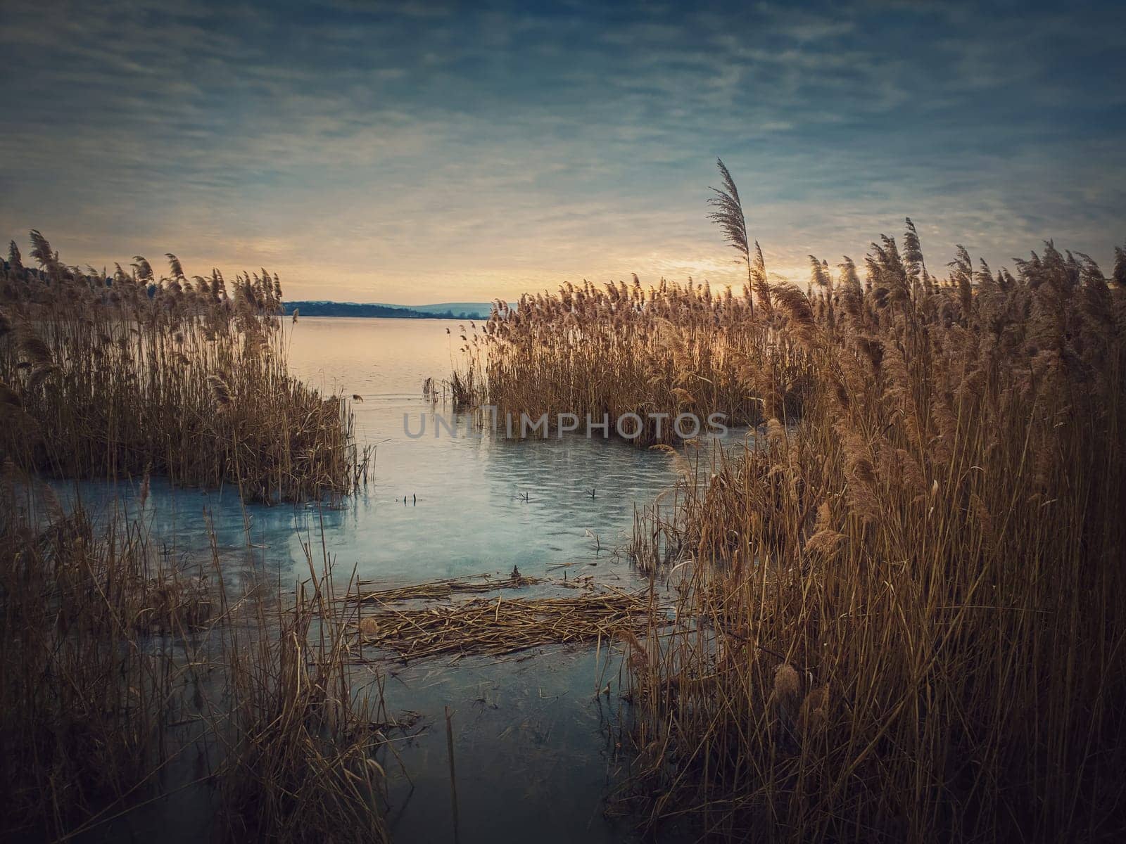 Dry reed in the frozen lake over sunset sky background. Winter landscape near pond, silent evening scene