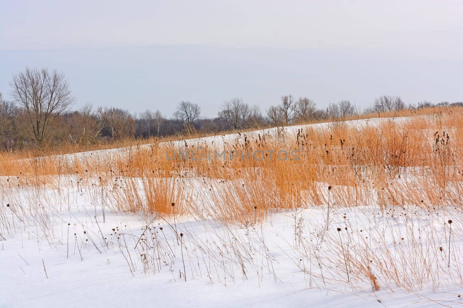Red Grasses Amongst the Snow in Moraine Hills State Park in Illinois
