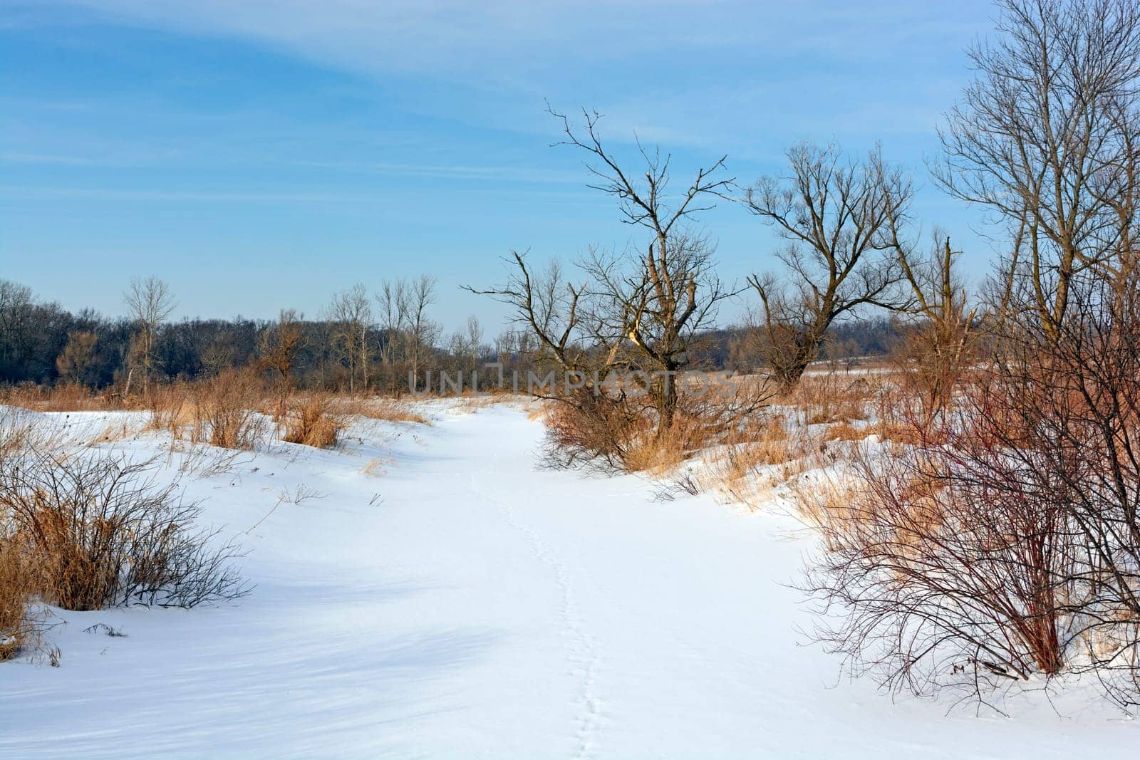 Frozen Wetland in a Blanket of Snow in Morane Hills State Park in Illinois