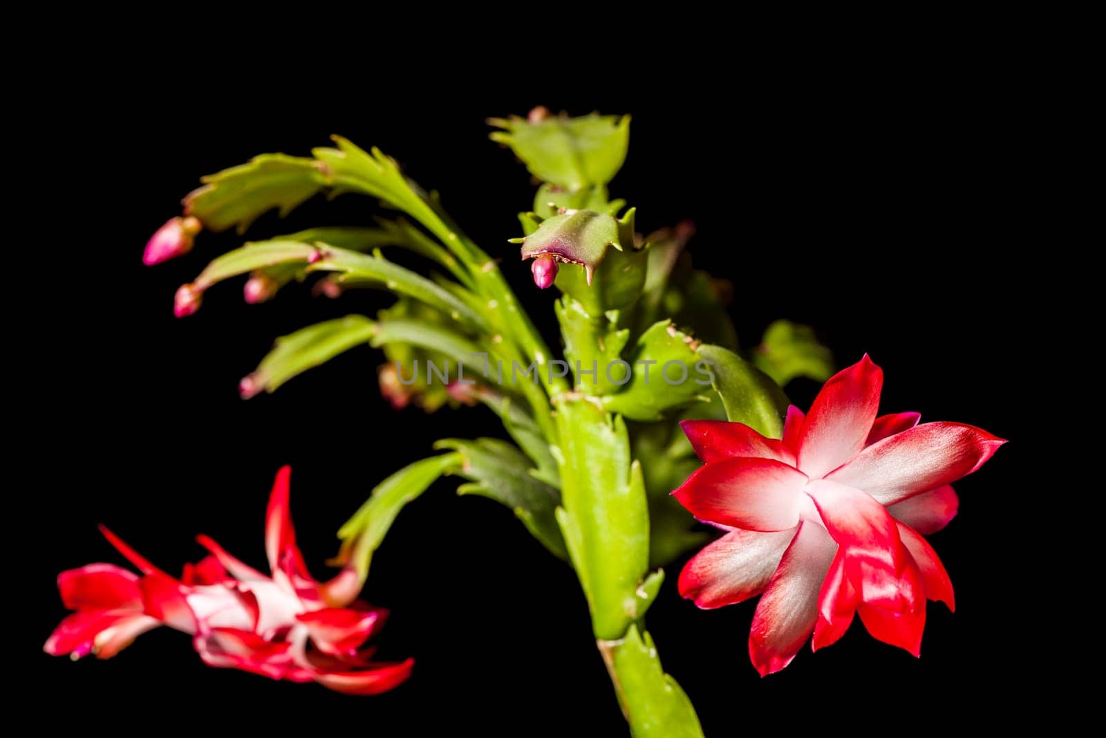 Close-up view of the flowers of a Christmas cactus (lat: Schlumbergera) isolated on black.