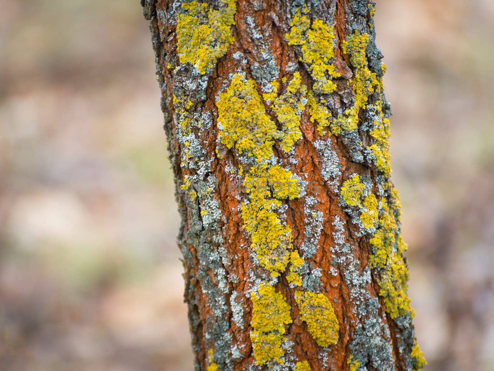 Mossy bark texture