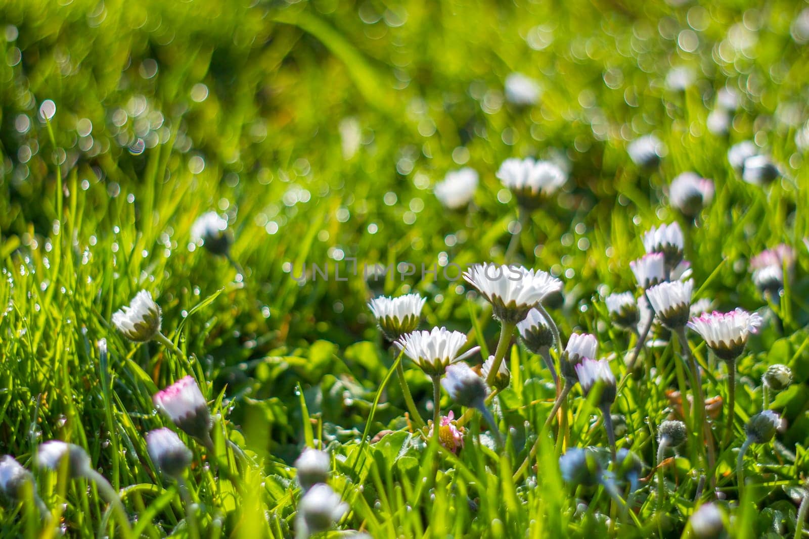 daisy flowers in morning dew with natural bokeh, soft focus