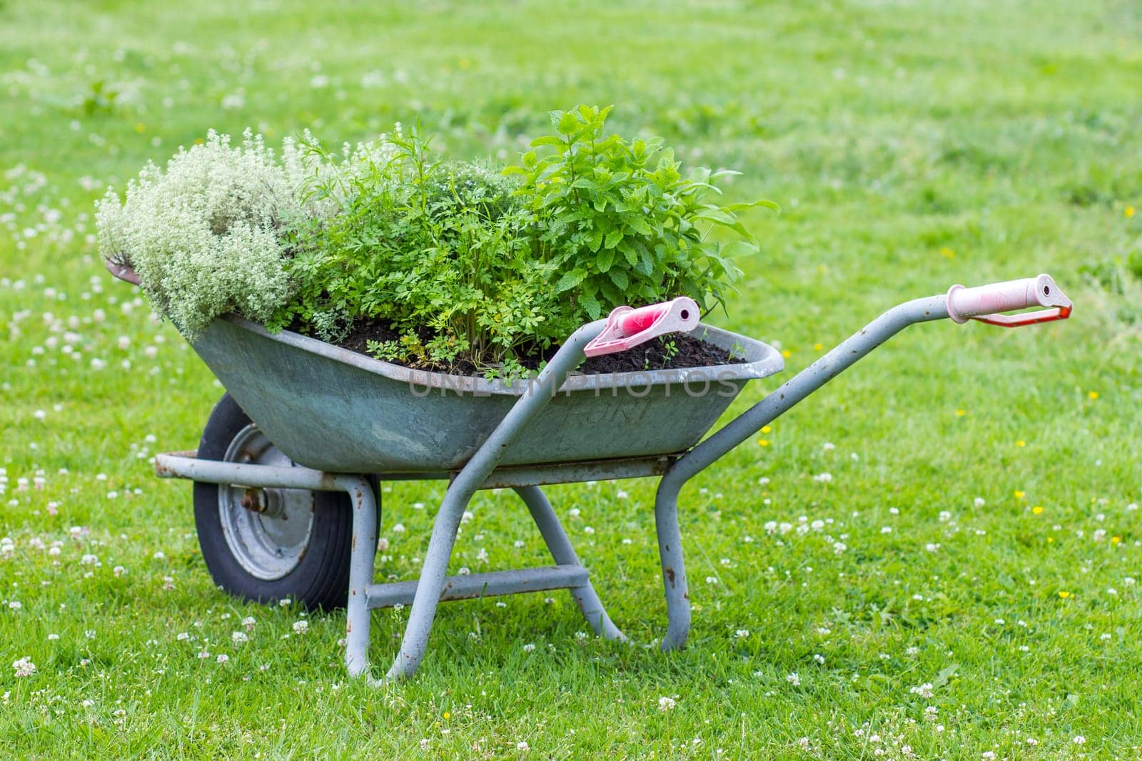 wheelbarrow with herbs in a garden