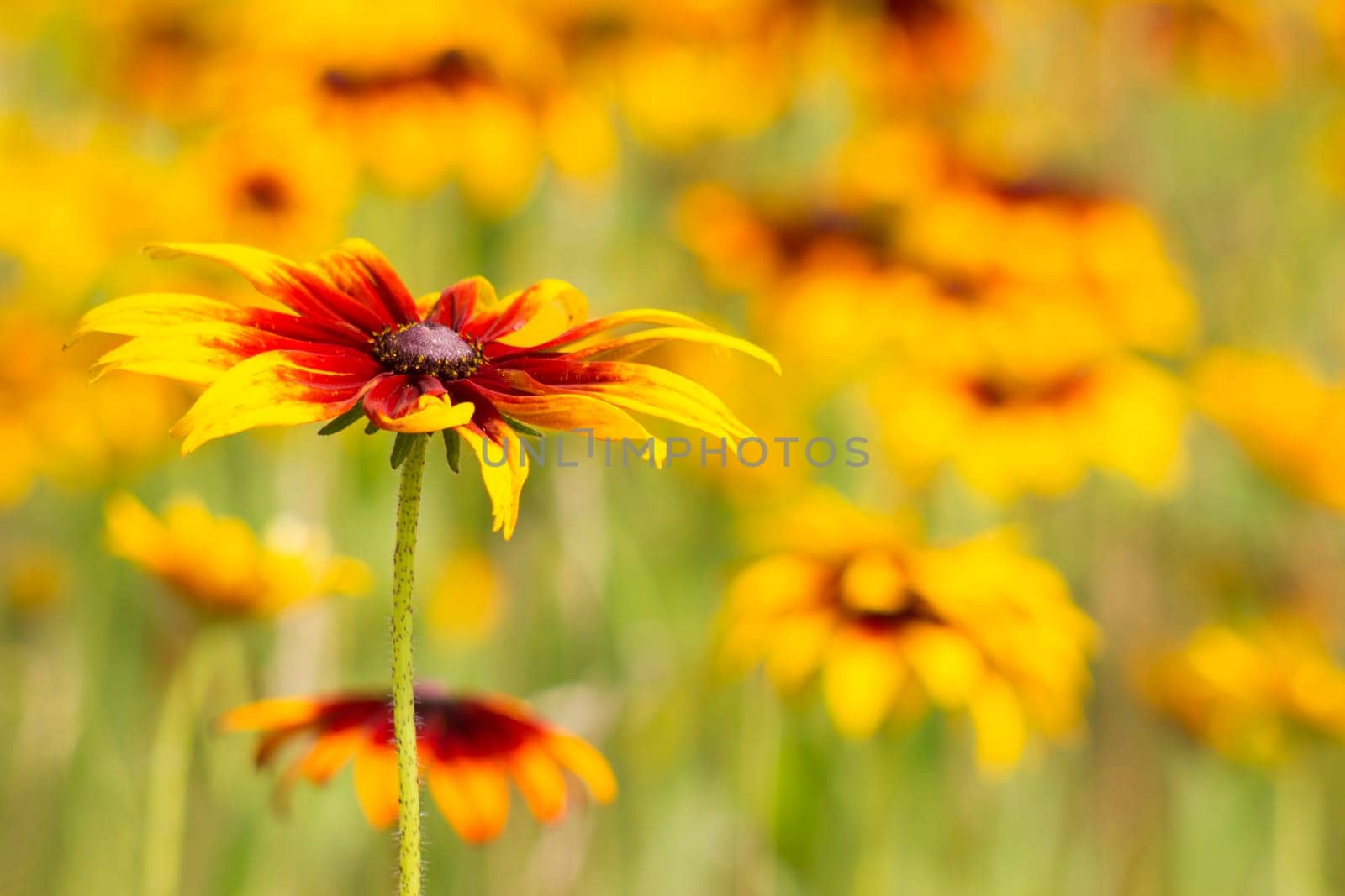 rudbeckia flowers in the meadow