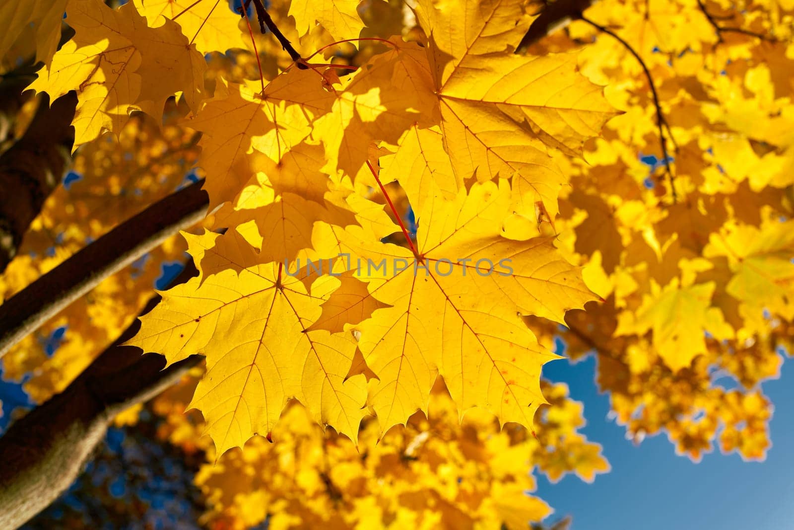 Leaves of a Norway maple (Acer platanoides) with autumn yellow coloration in the back light