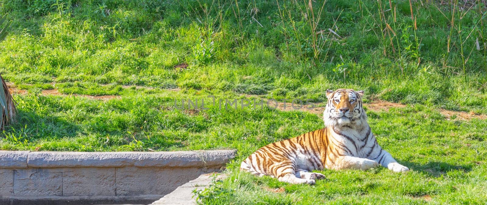 Angry tiger in a wildlife zoo - one of the biggest carnivore in nature.
