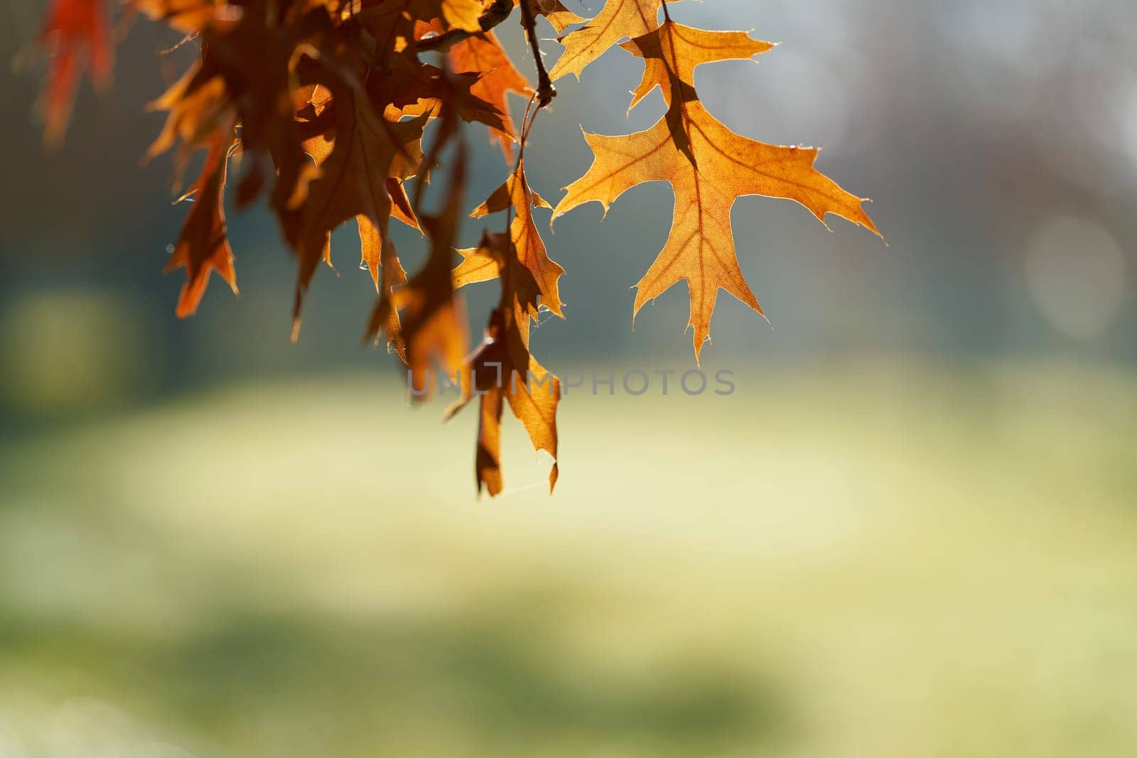 Leaves of a scarlet oak (Quercus coccinea) with reddish coloration in a park in Germany in autumn