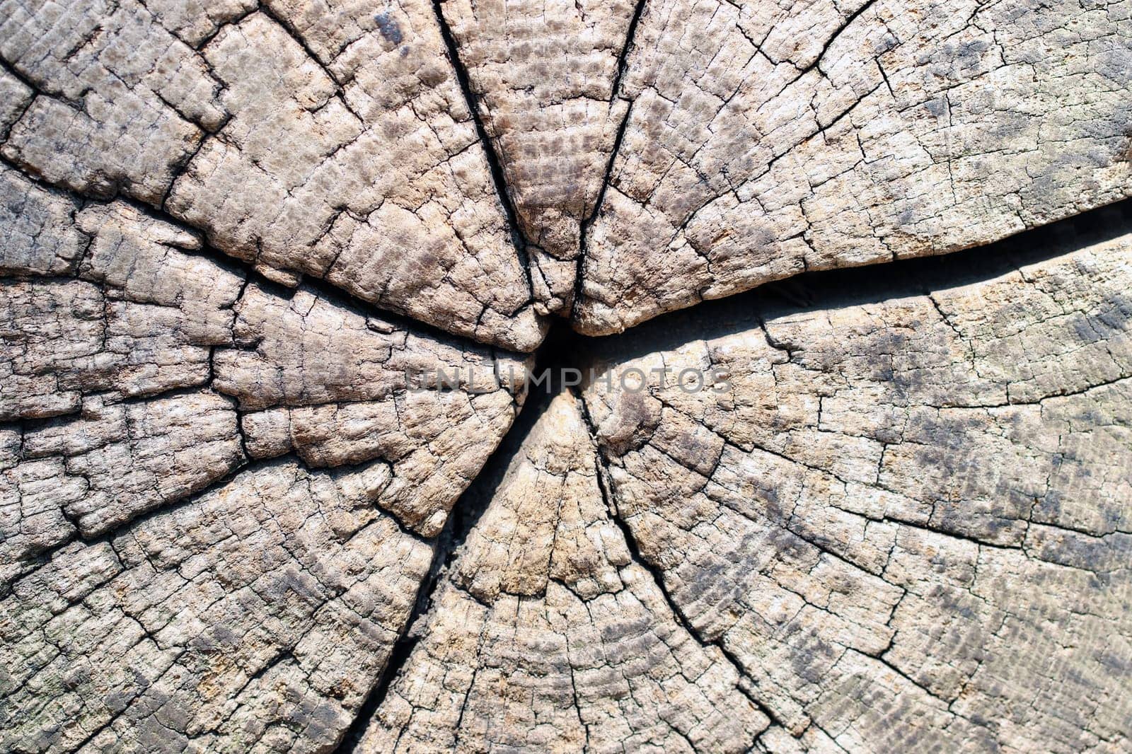 Wood texture background. Closeup of a old cut tree trunk with cracks and annual rings. Vintage style of wooden backdrop. Macro.