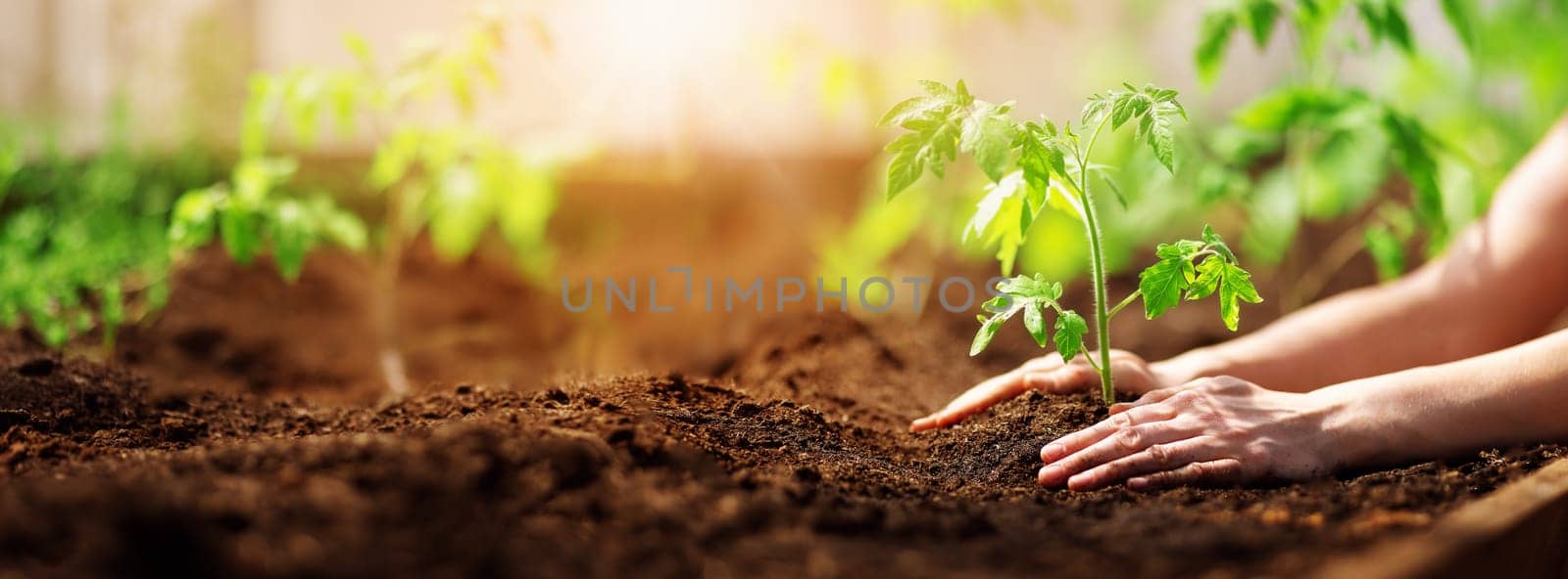 Human hands planting sprouts of tomatos in greenhouse. Concept of farming and planting.