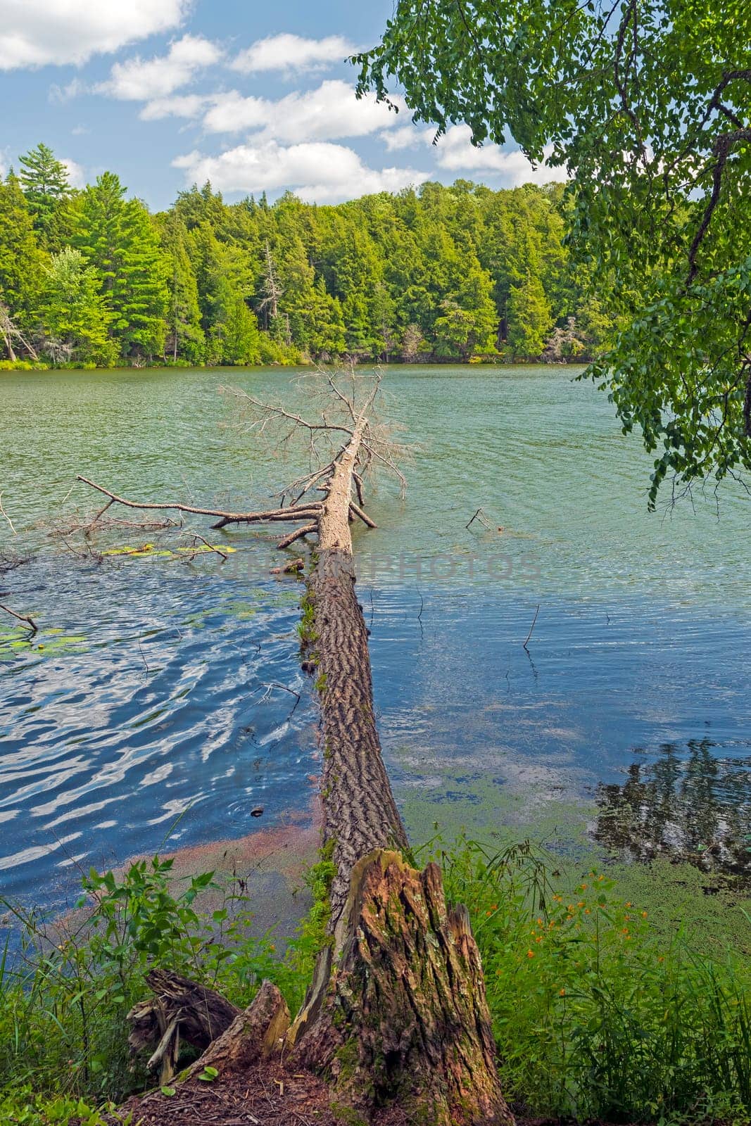 Fallen Tree on a Wilderness Lakeshore on Crooked Lake in teh Sylvania Wilderness in Michigan