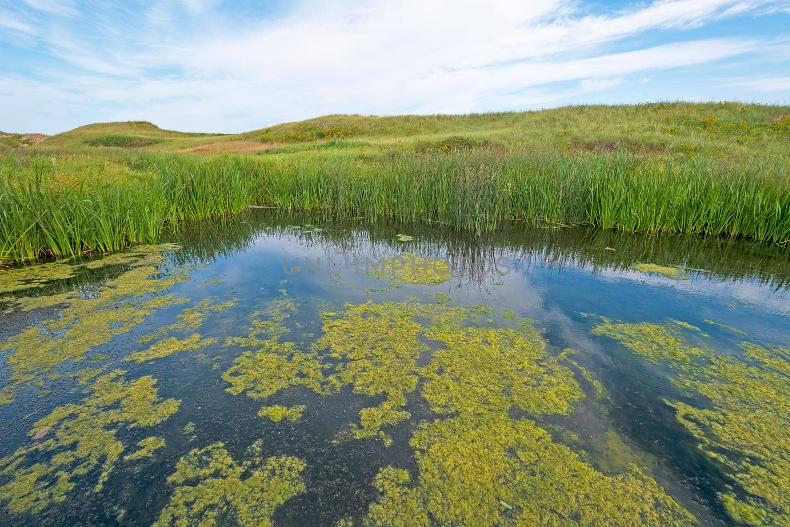 Wetland Pond on a Coastal Beach on Cavendish beach on Prince Edward Island
