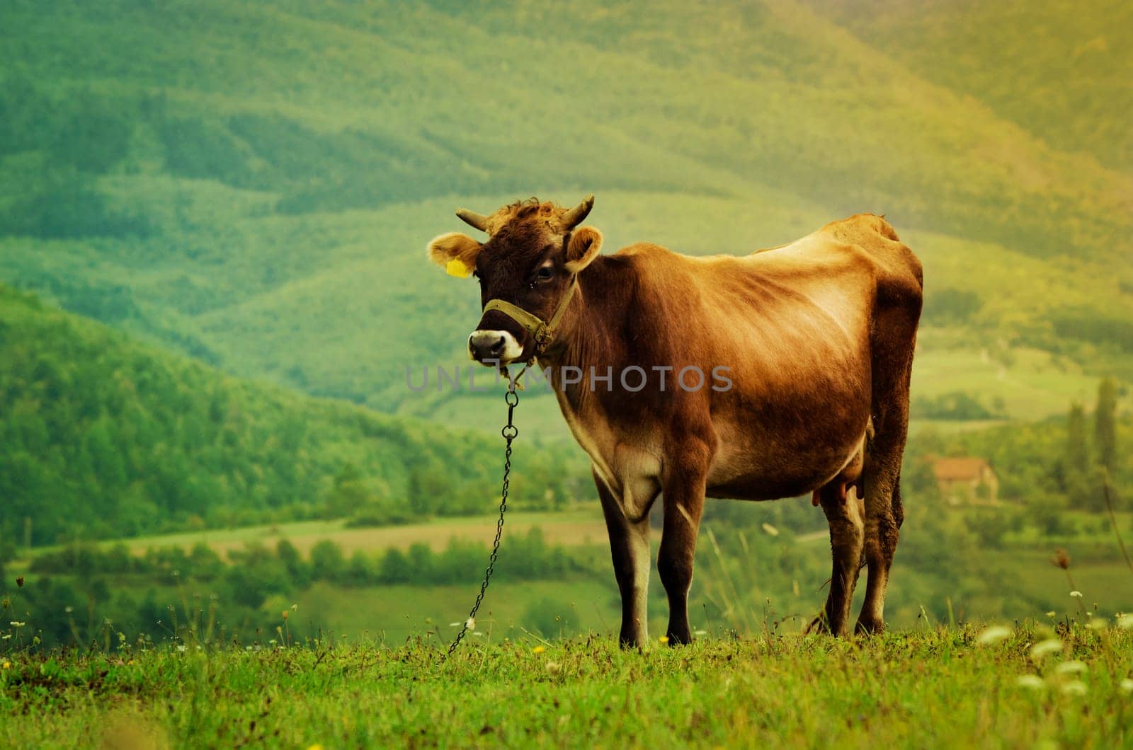Cow in the green field