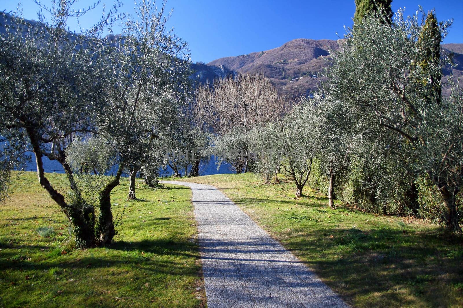 The gravel path among the olive trees and the grass on the shore of Lake Como in Italy
