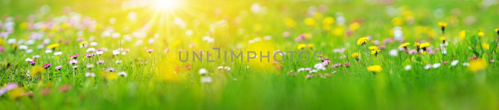 Meadow with lots of white and pink spring daisy flowers and yellow dandelions in sunny day. Nature floral background in early summer with fresh green grass