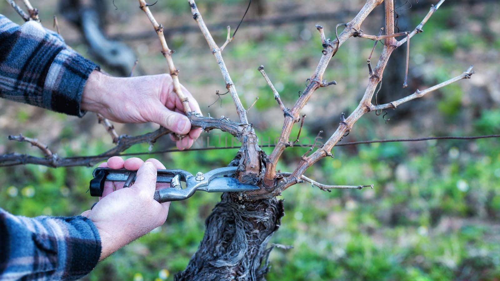 Close-up of a winegrower hand. Prune the vineyard with professional steel scissors. Traditional agriculture. Winter pruning, Guyot method.