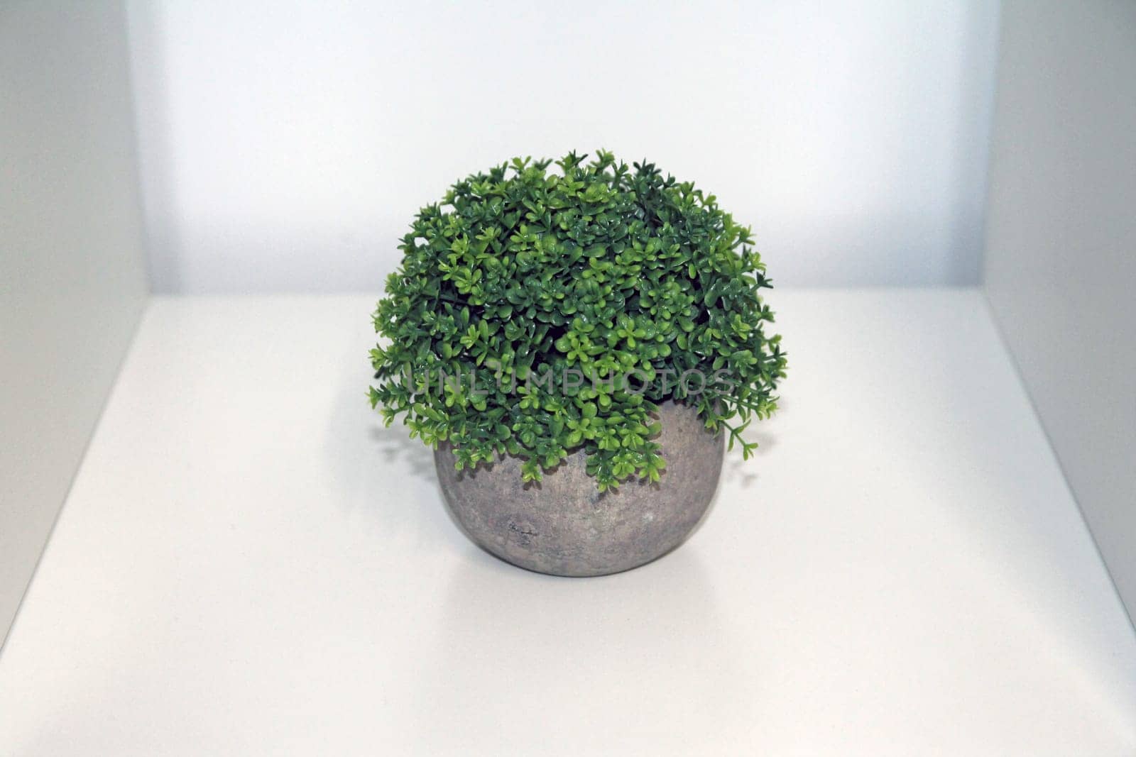 A green isolated artificial bush with a grey vase on a white shelf