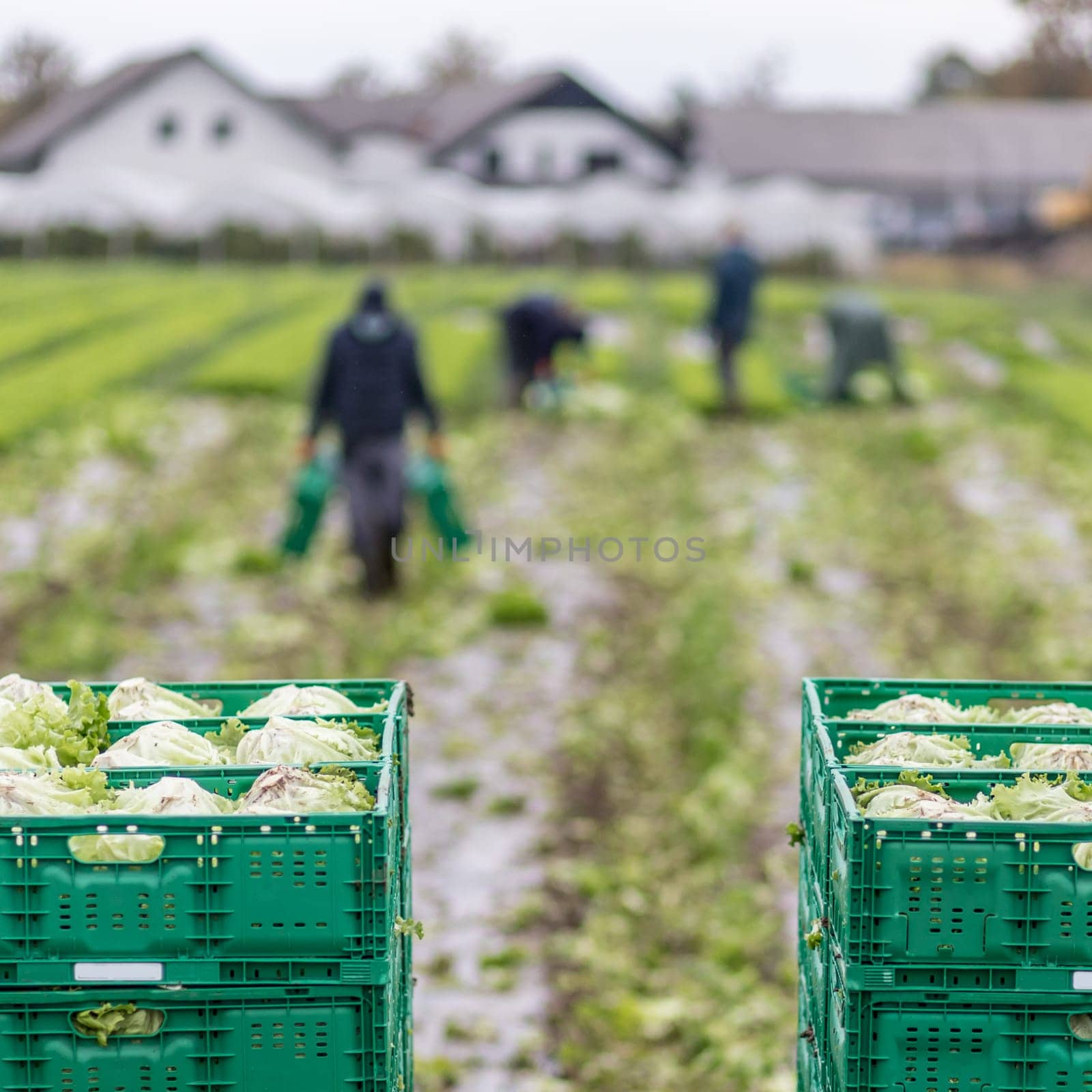 Letuce heads in wooden baskets after manual harvest on organic letuce farm. Agriculture and ecological farming concept